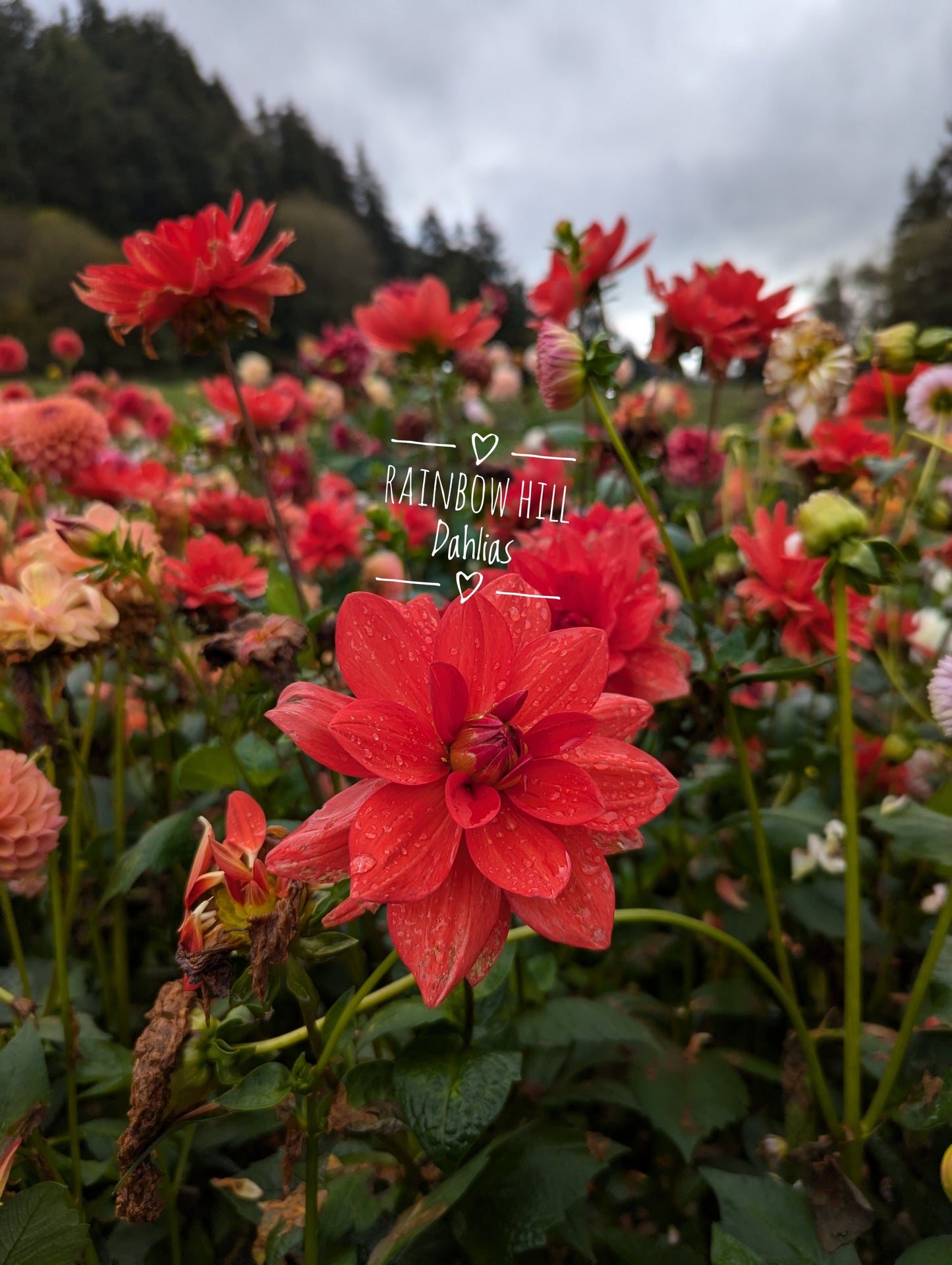 NOID RED WATERLILY