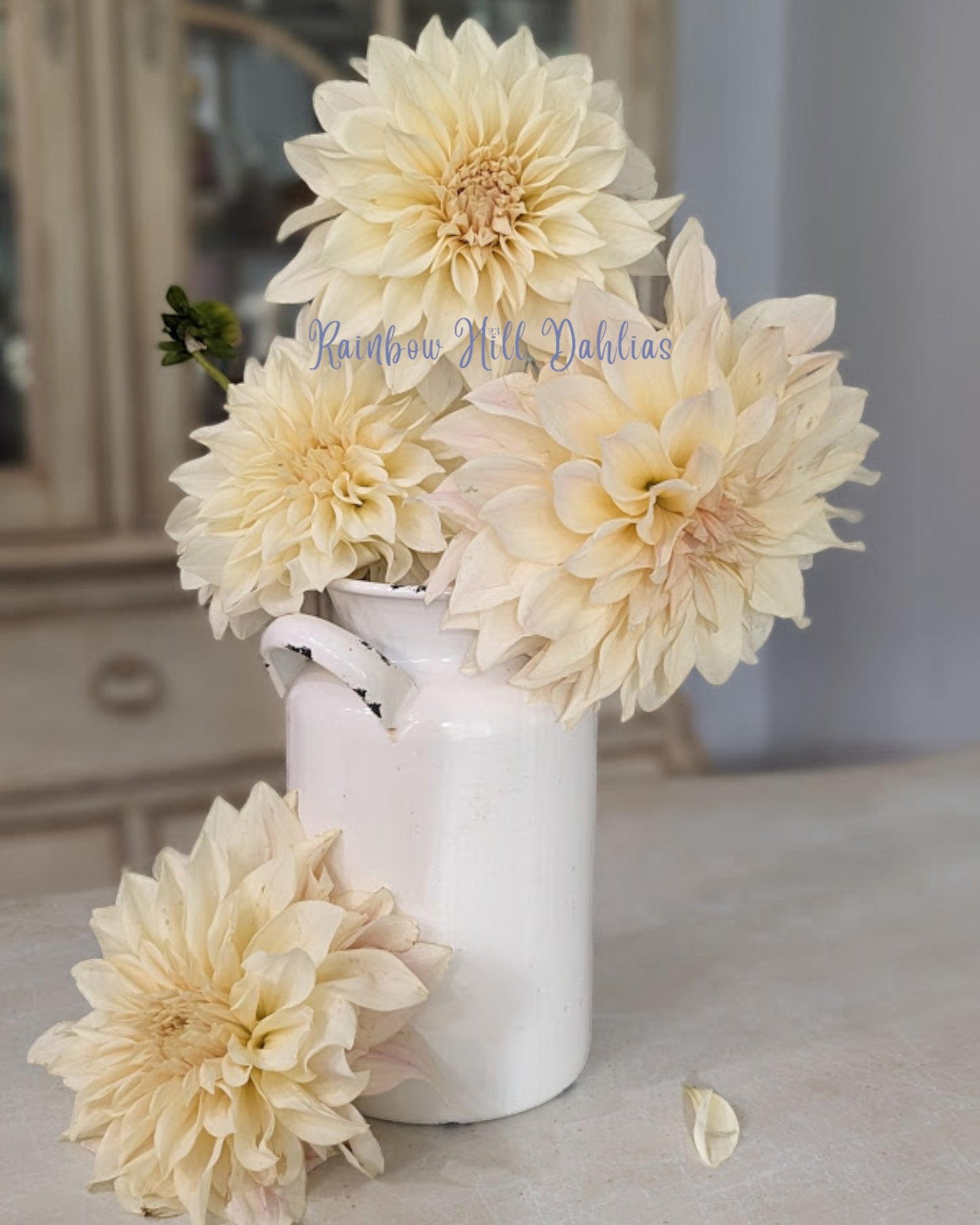 Cafe Au Lait (CAL)