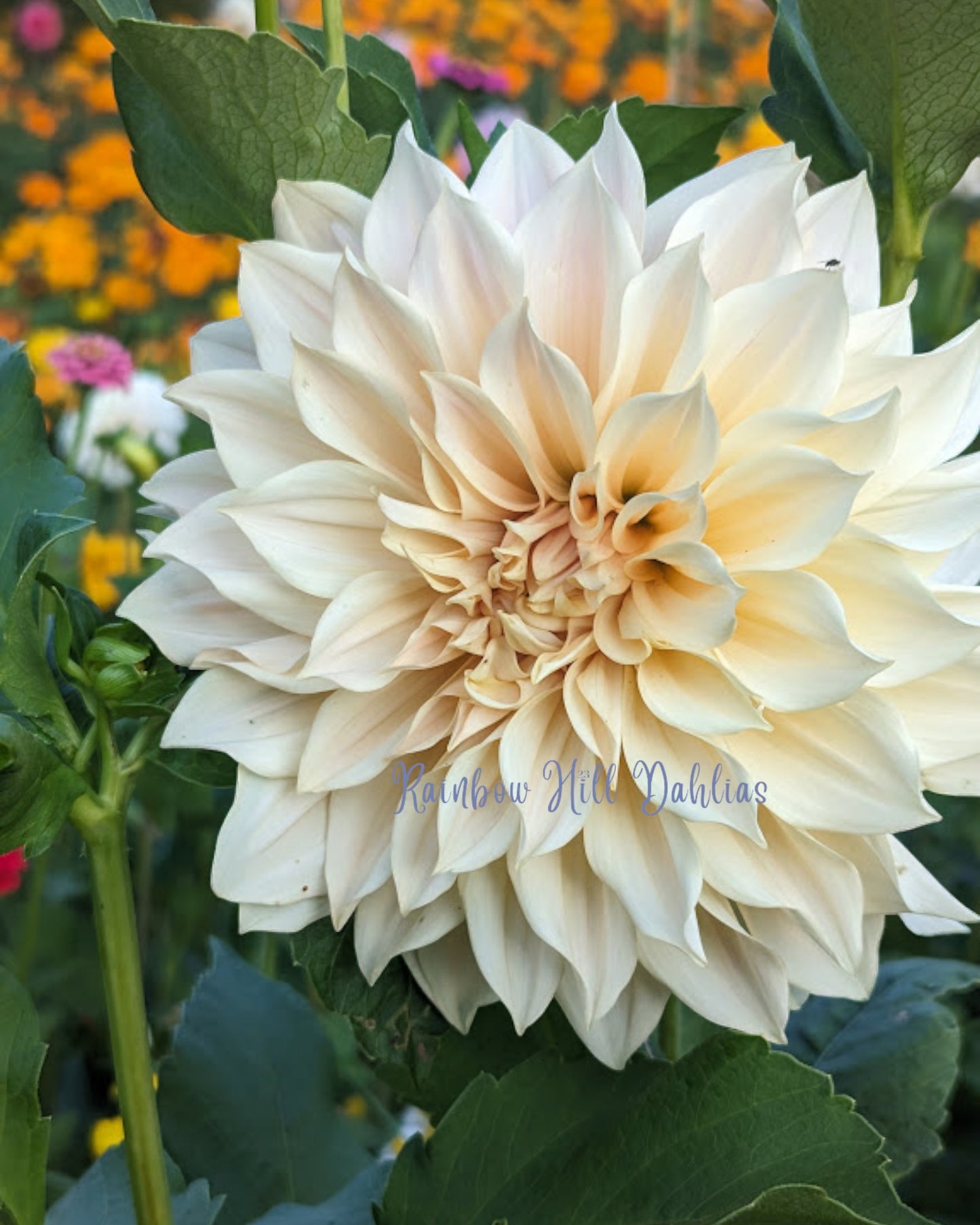 Cafe Au Lait (CAL)