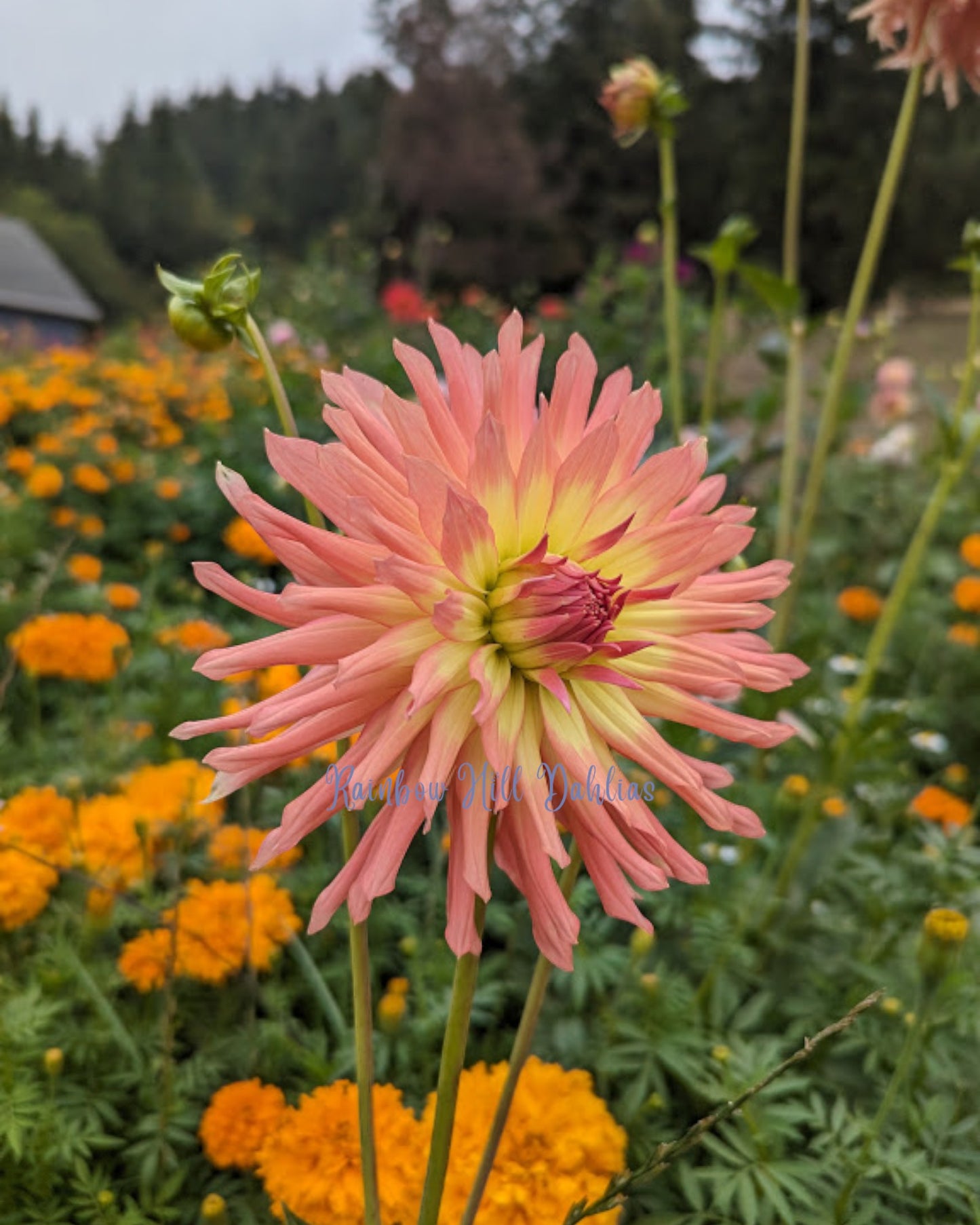 Camano Sitka