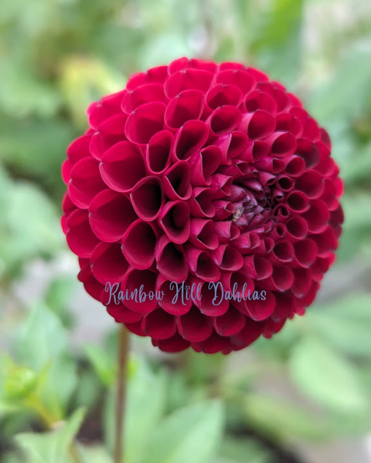Hollyhill Black Cherry (Limit One)