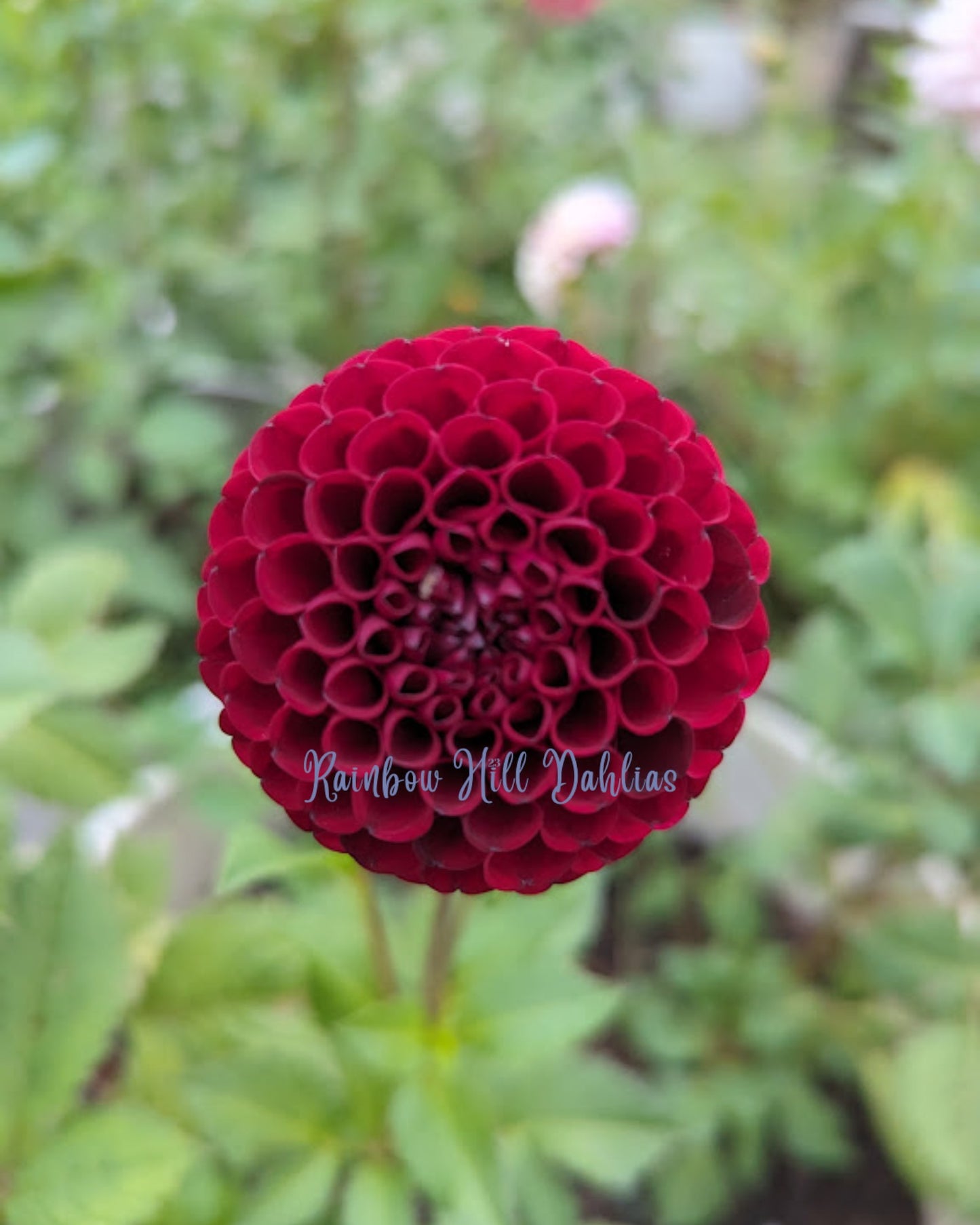 Hollyhill Black Cherry (Limit One)