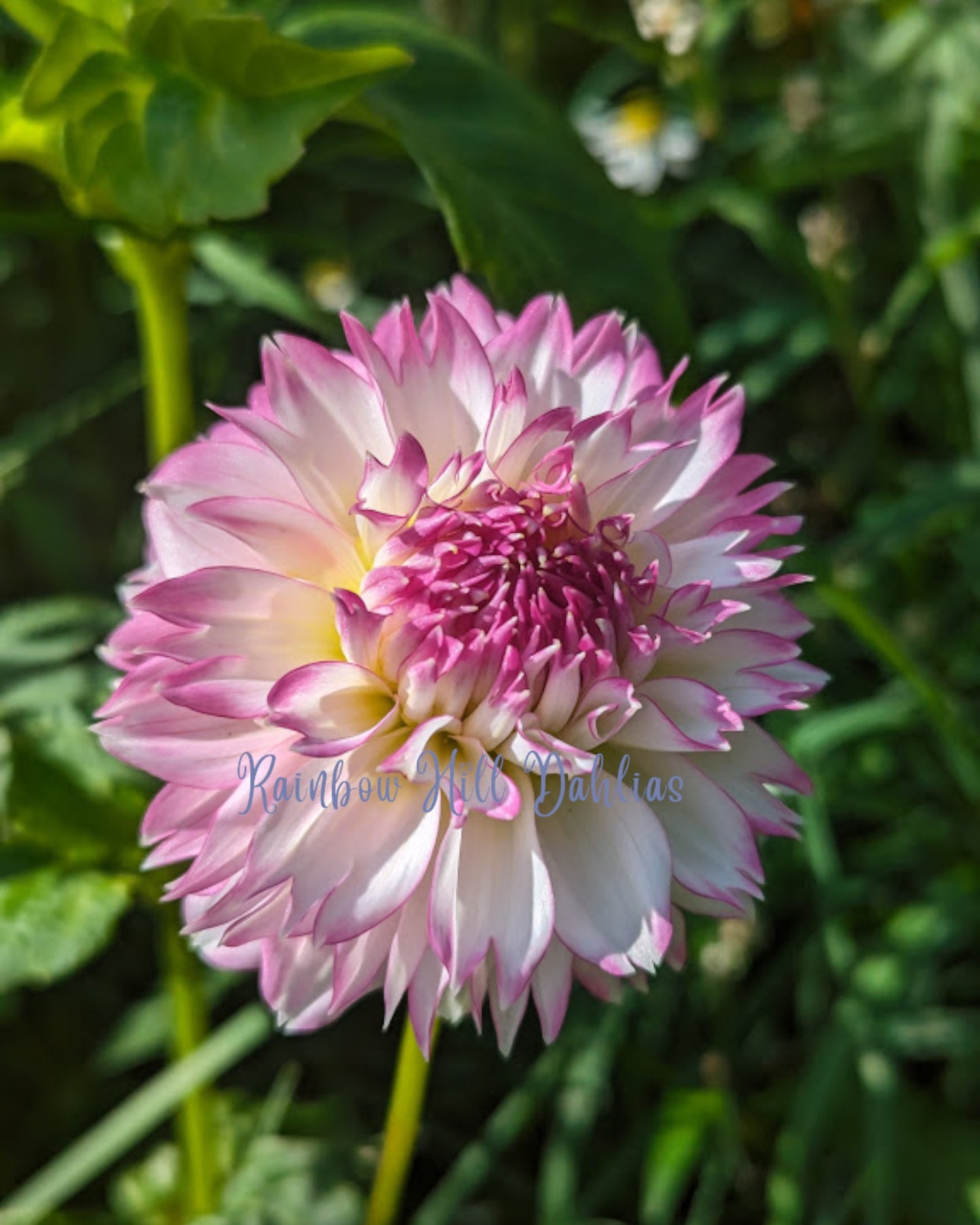 Hollyhill Pinkie
