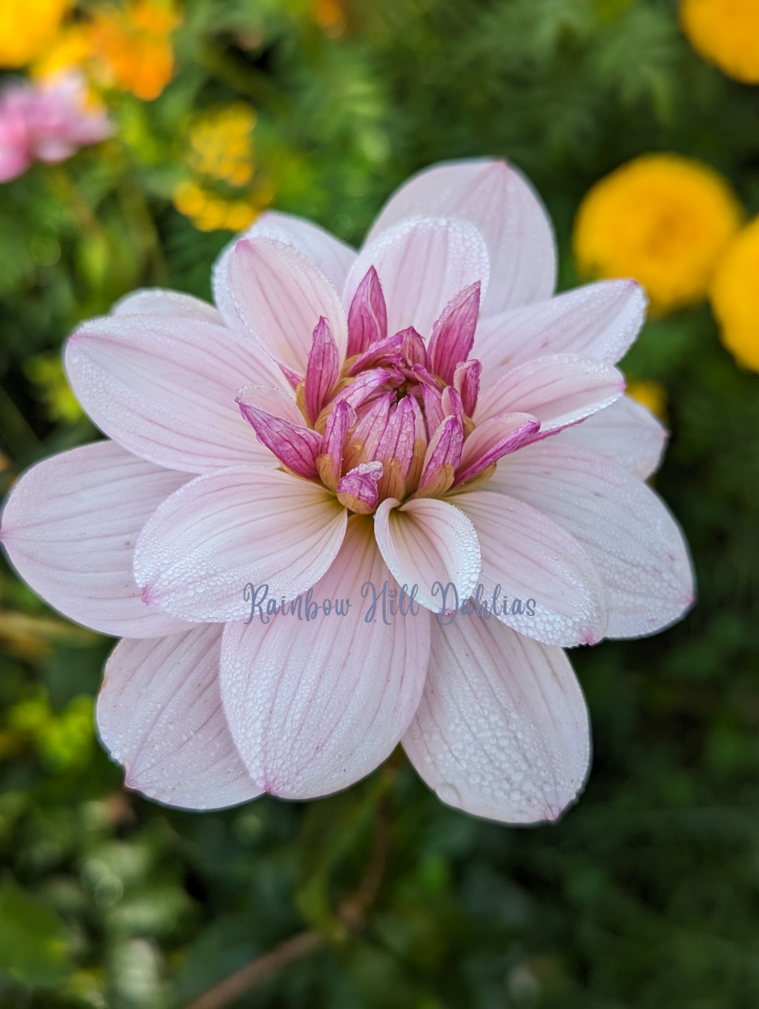 Jasmine Pearl – Rainbow Hill Dahlias