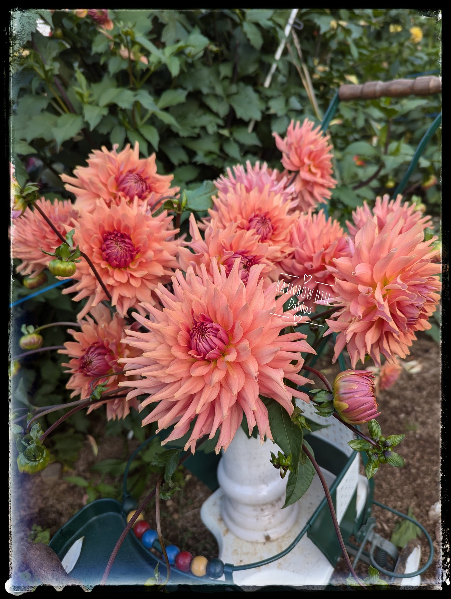 Terracotta 10 Pack