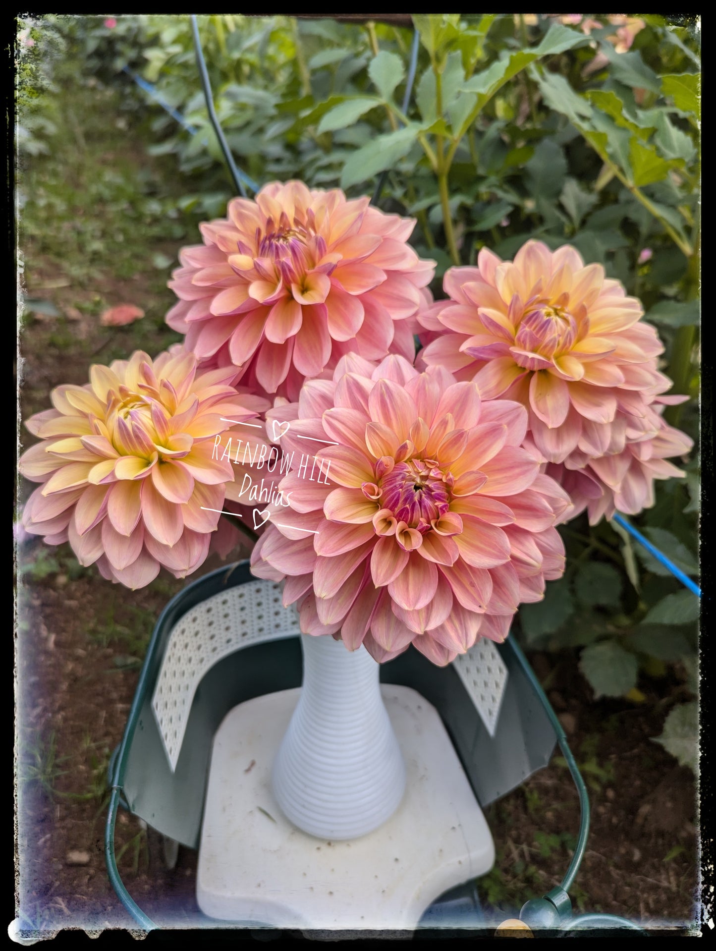 Wyn's N.E.W. Pastel