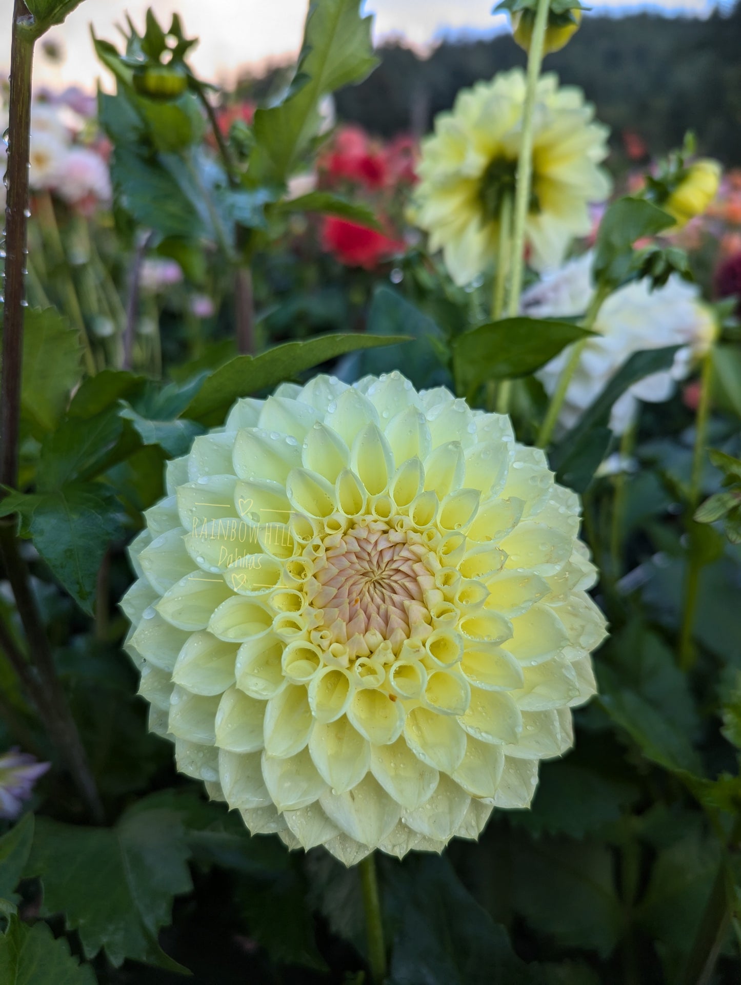 Winholme Diane