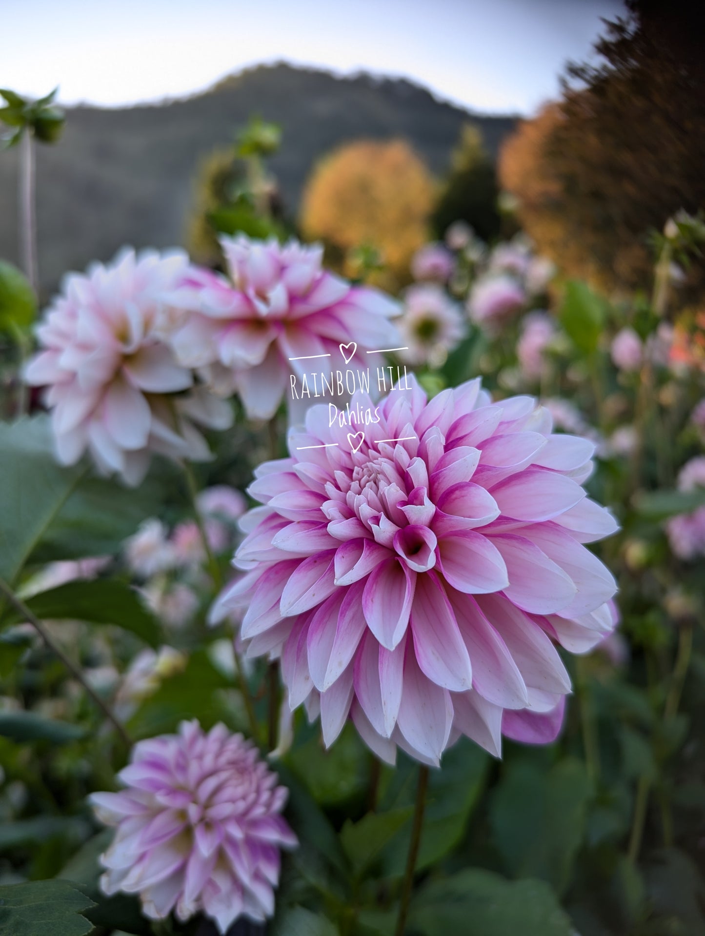 Budapest Blush