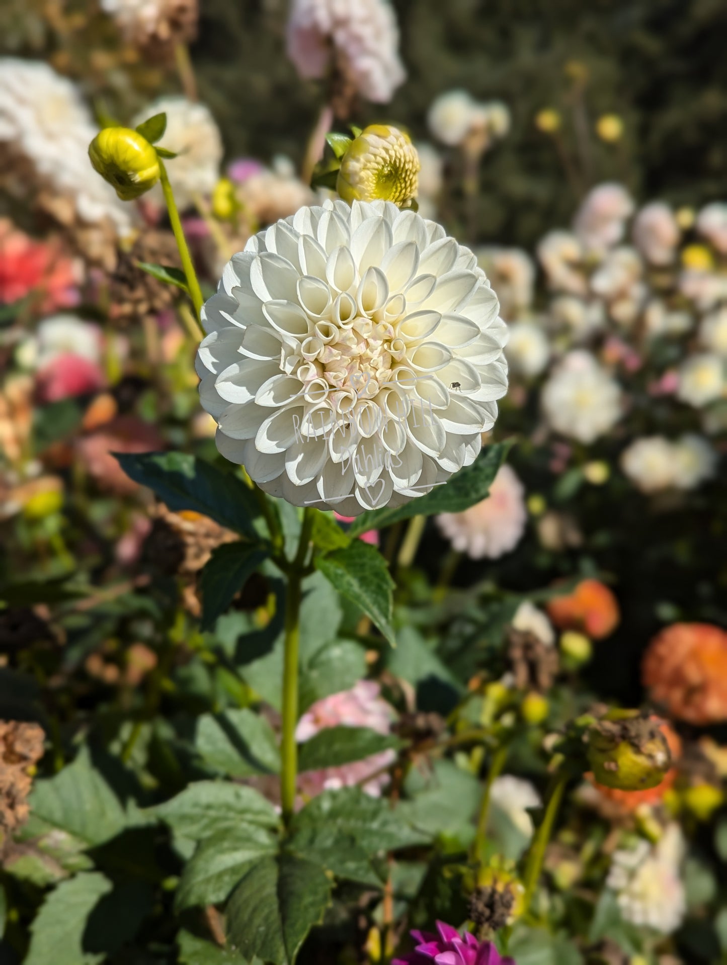 Robann Pristine
