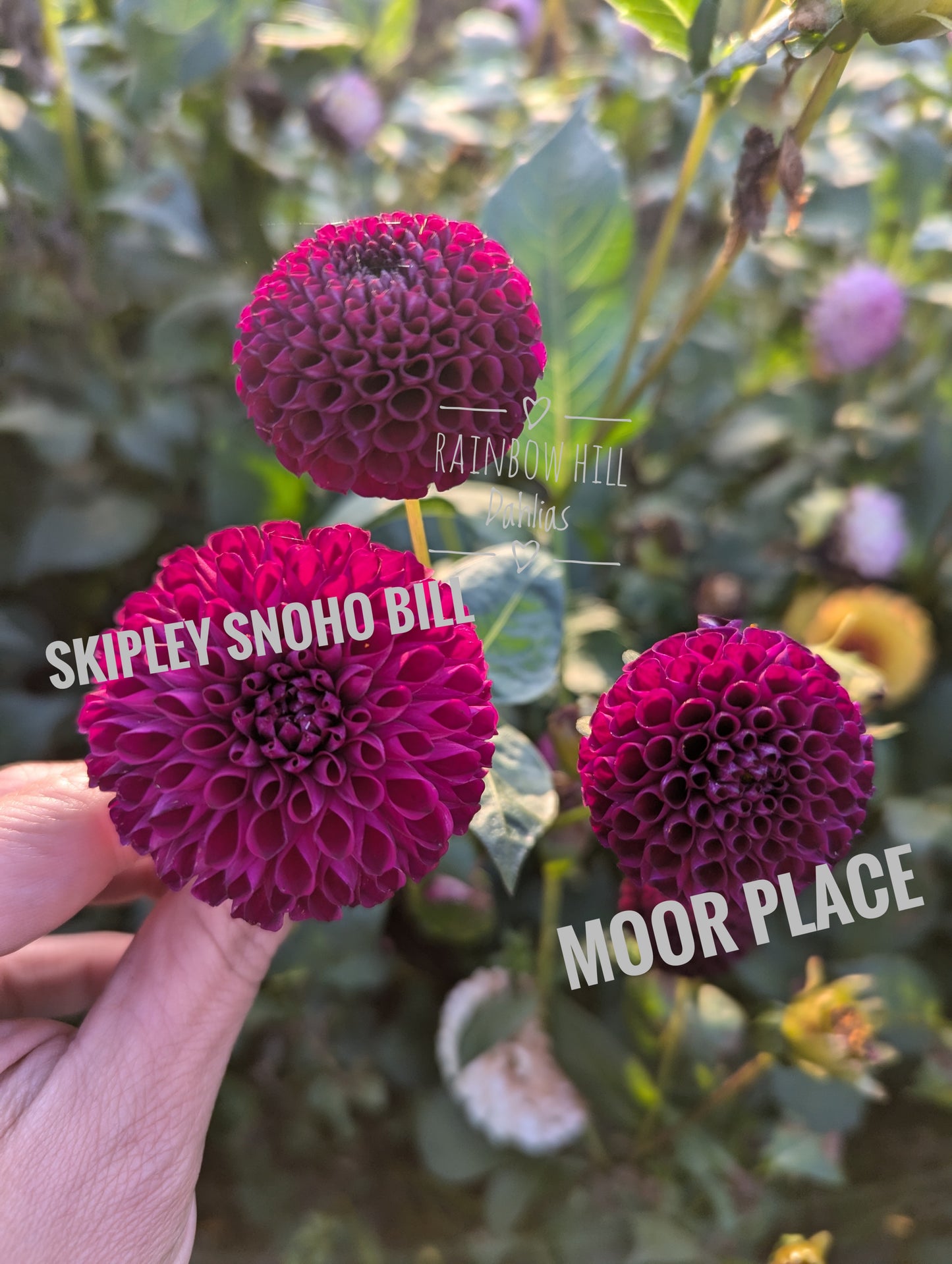 Skipley Snoho Bill