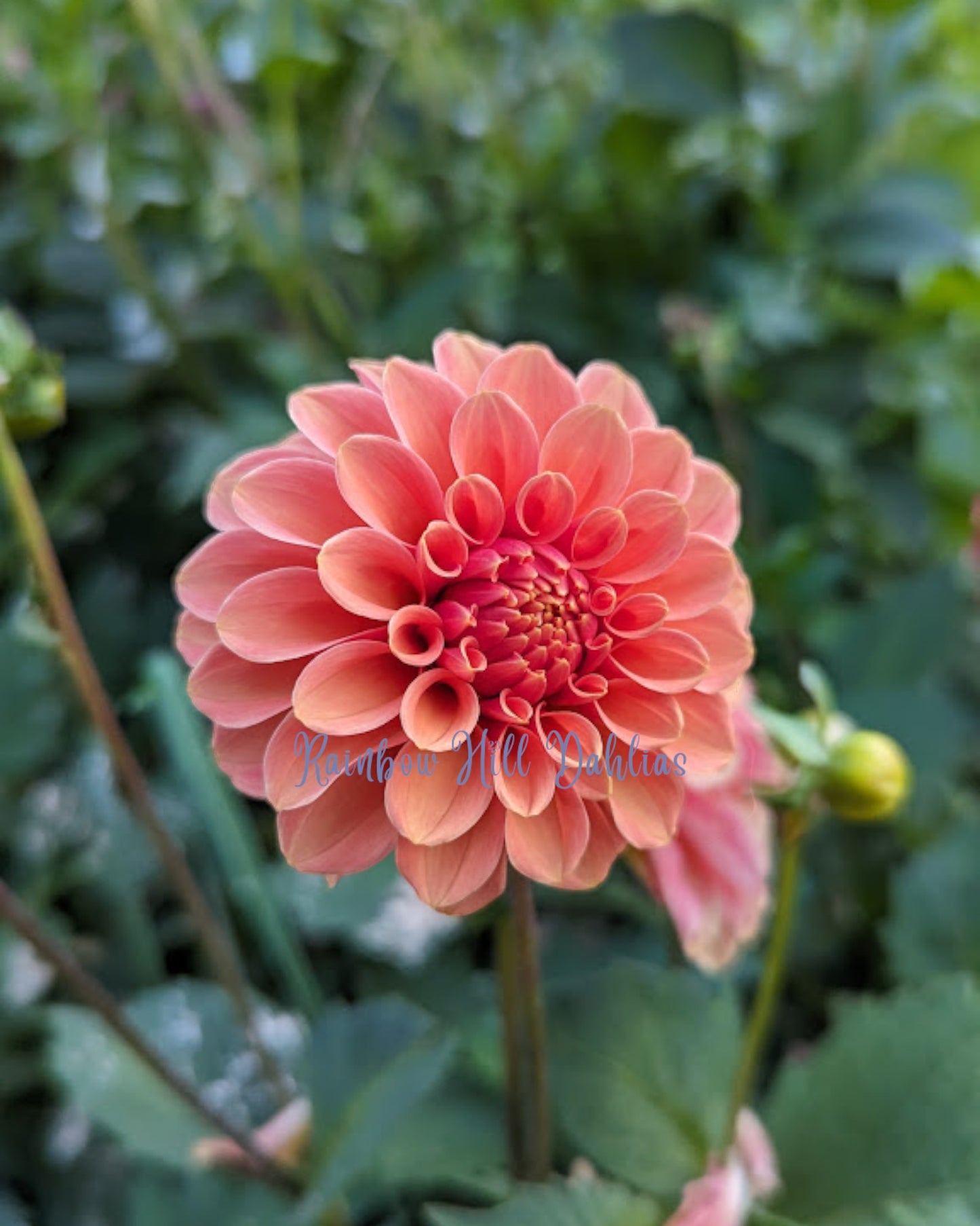 Rose Toscano 5 Pack
