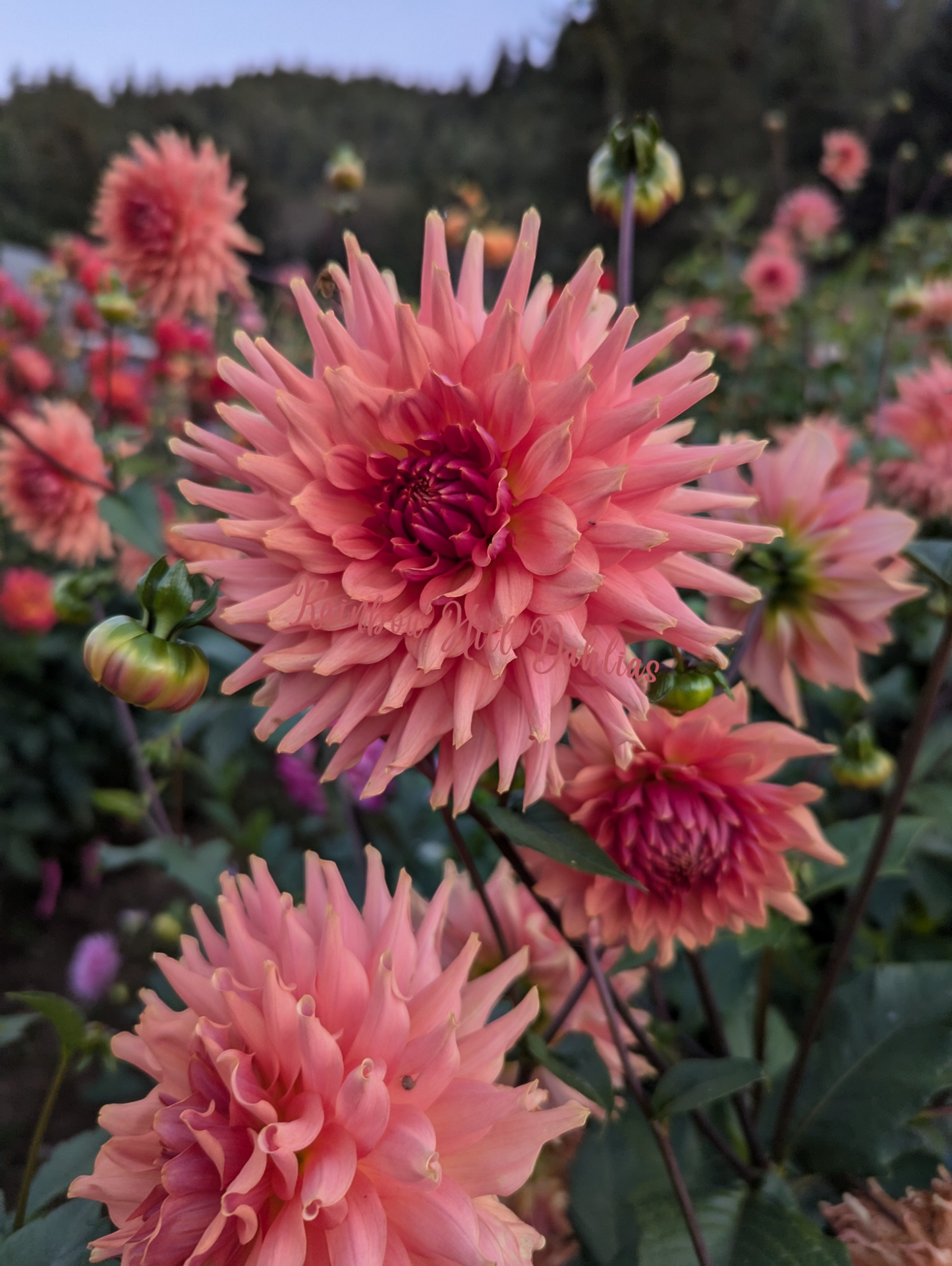 Terracotta 10 Pack
