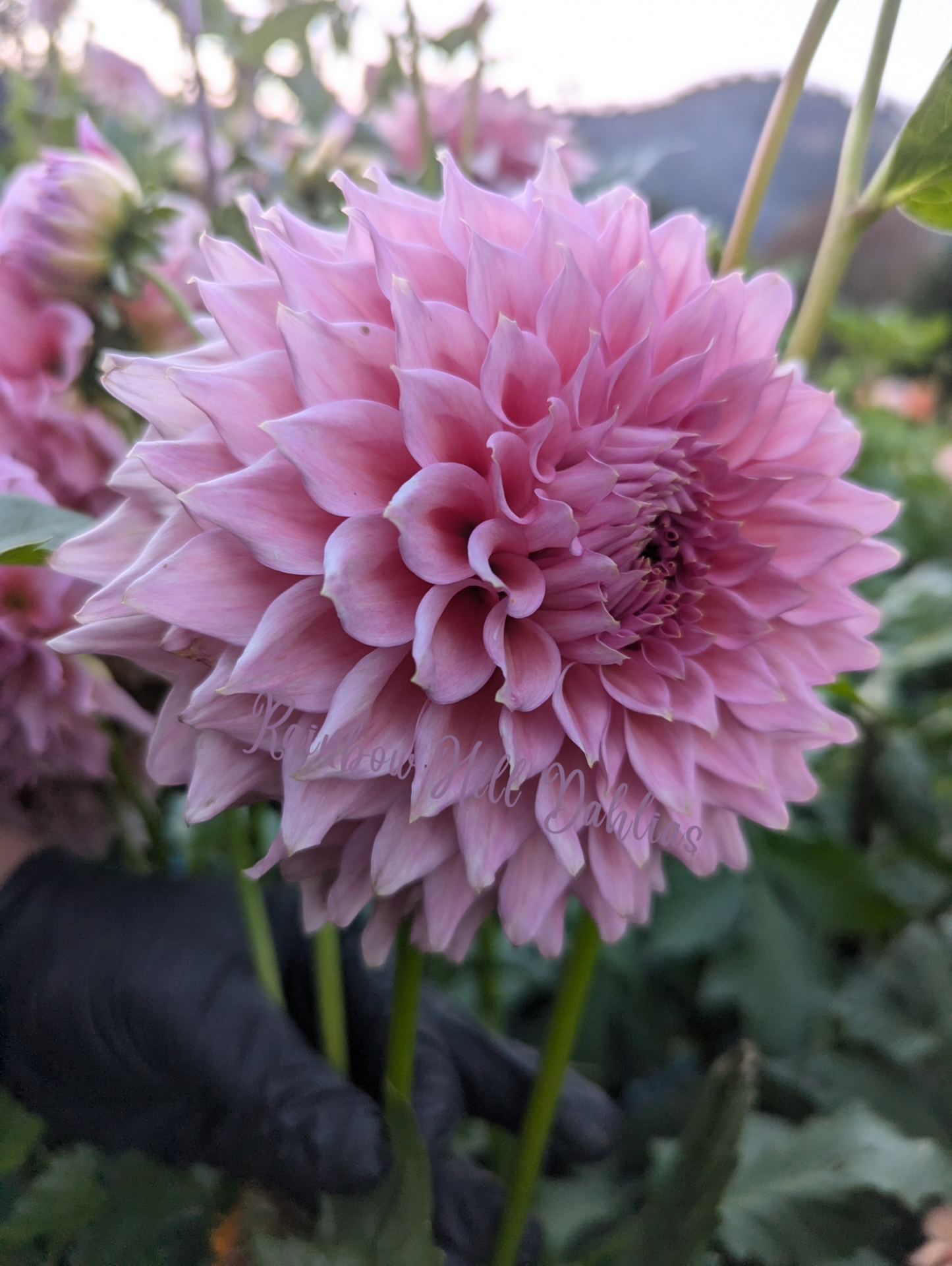 Wyn's Pink Pearl