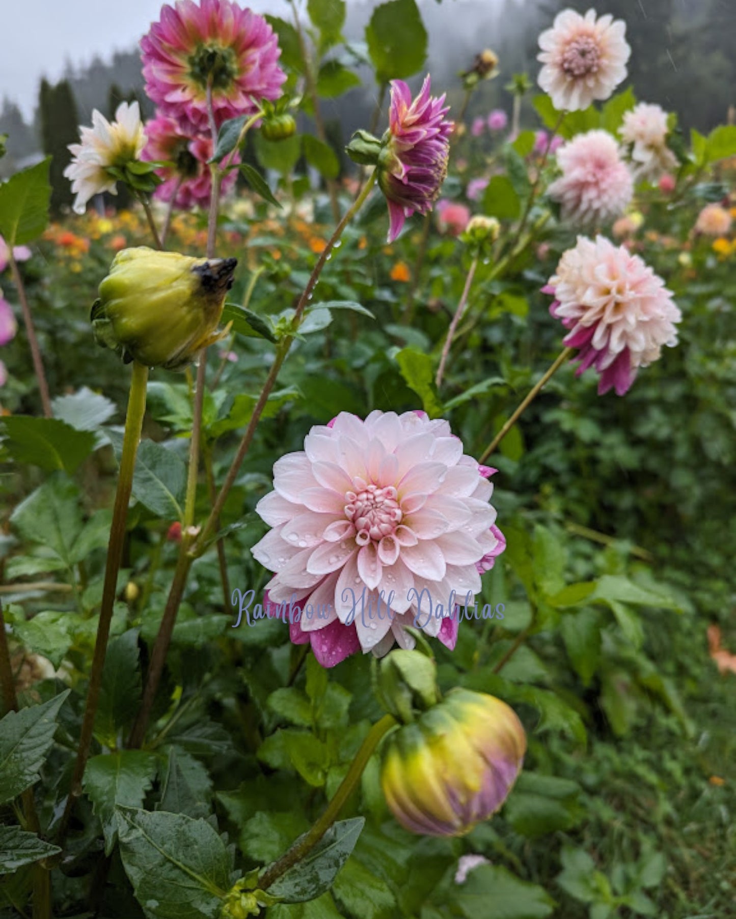 Budapest Blush