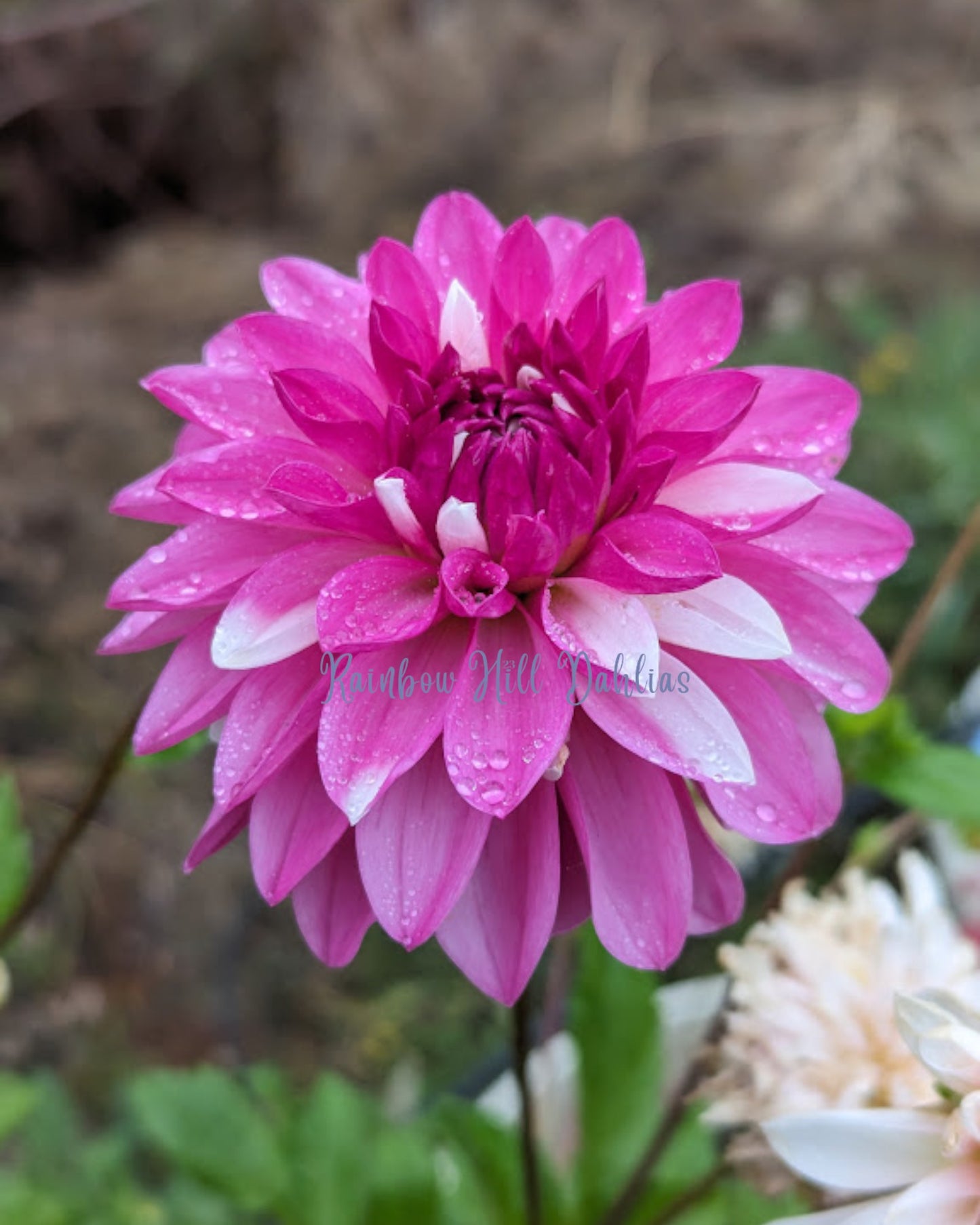 Budapest Blush