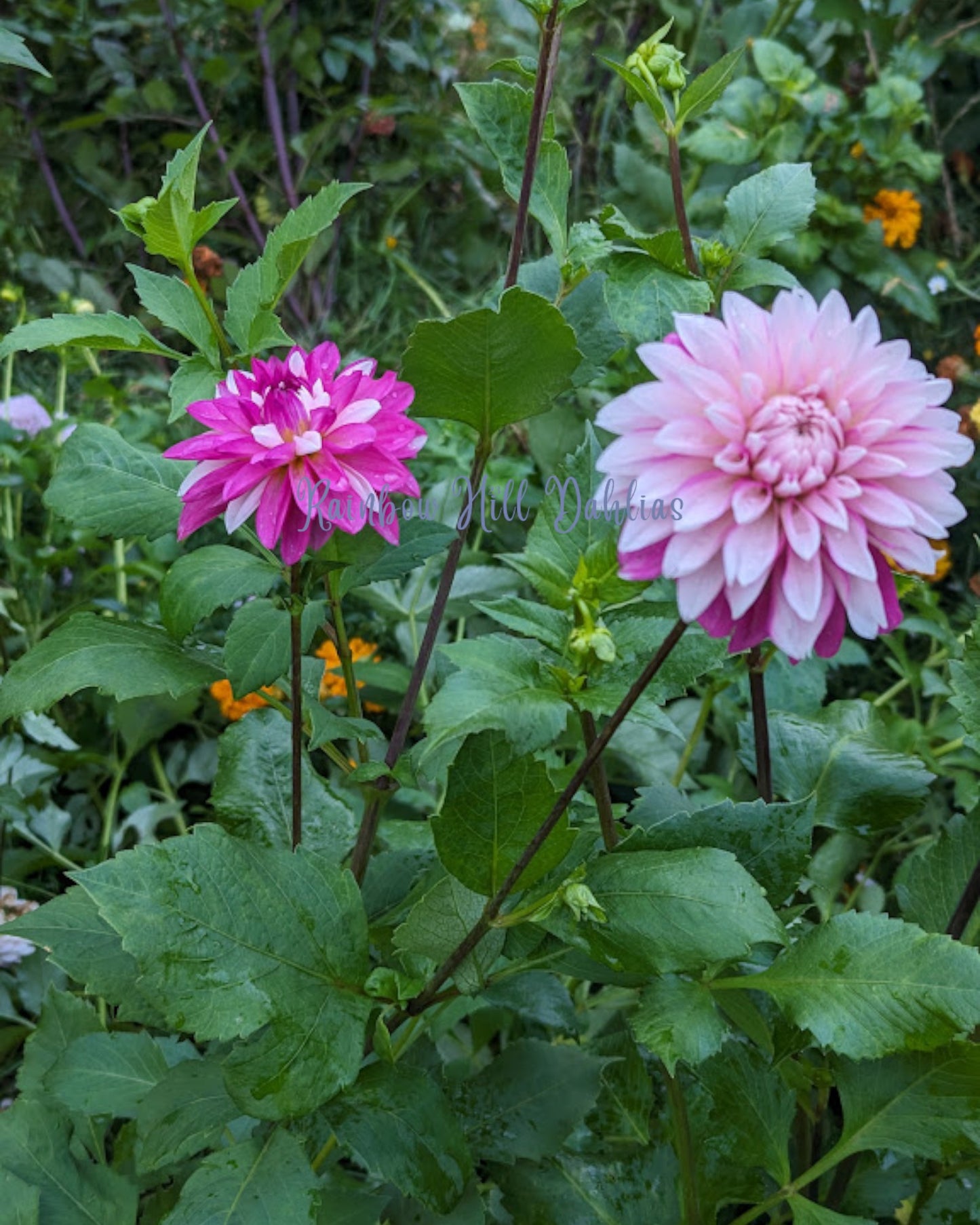 Budapest Blush