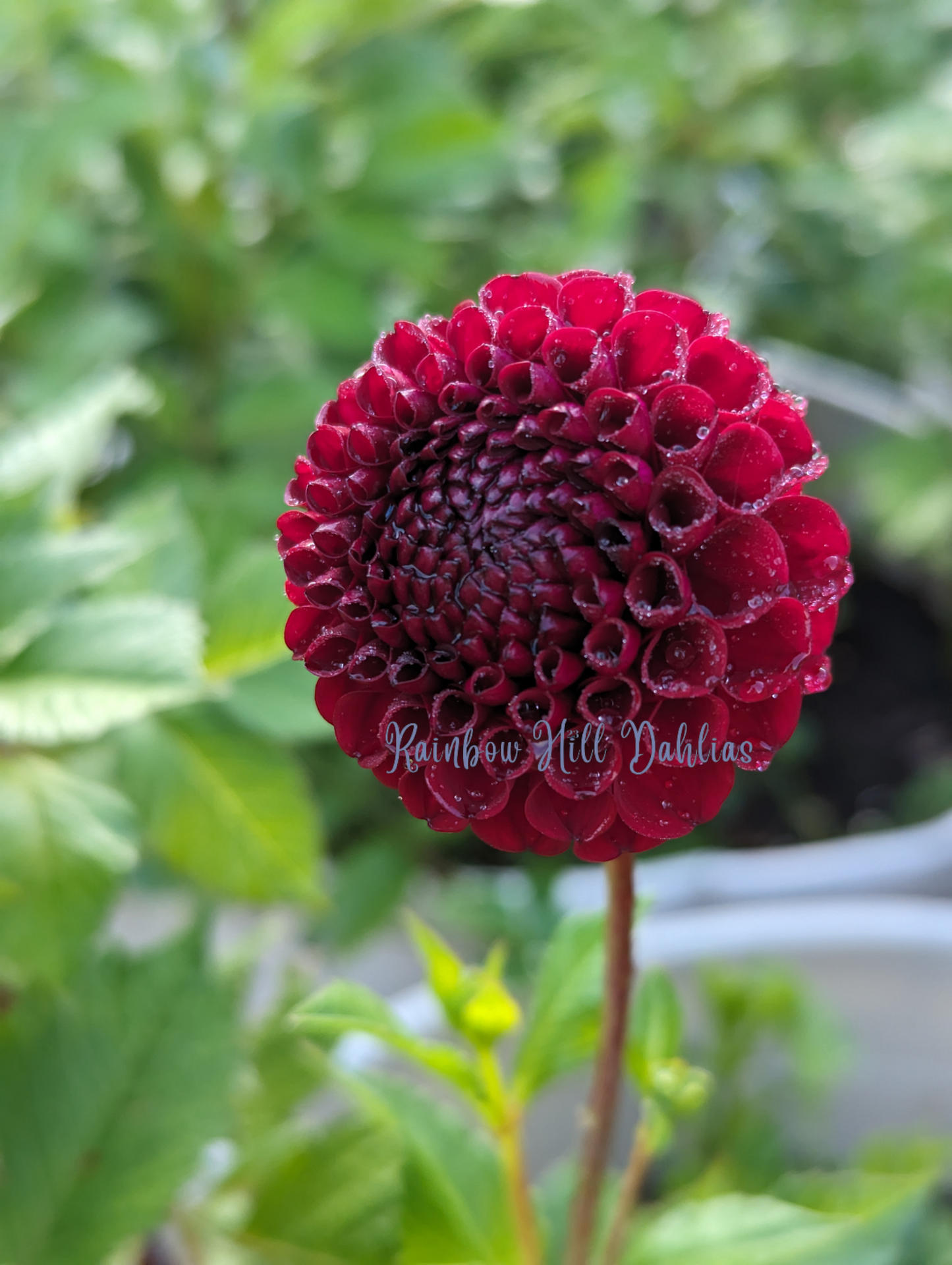 Hollyhill Black Cherry (Limit One)