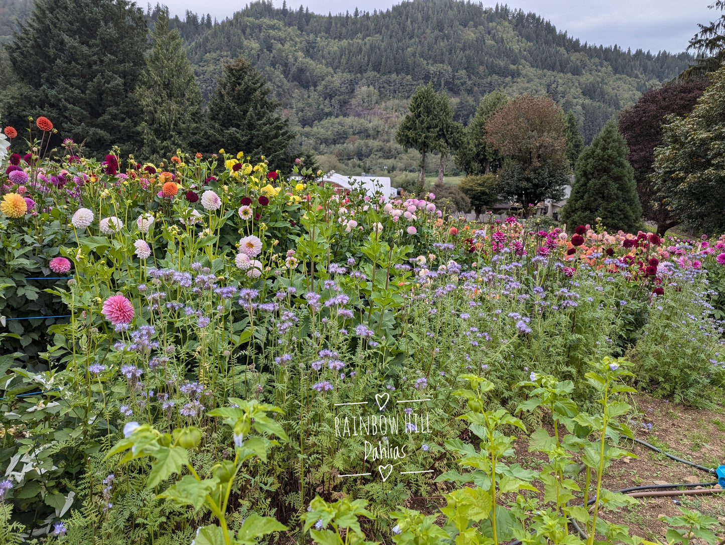 Open Centered - Dahlia Seeds 23+ Seeds