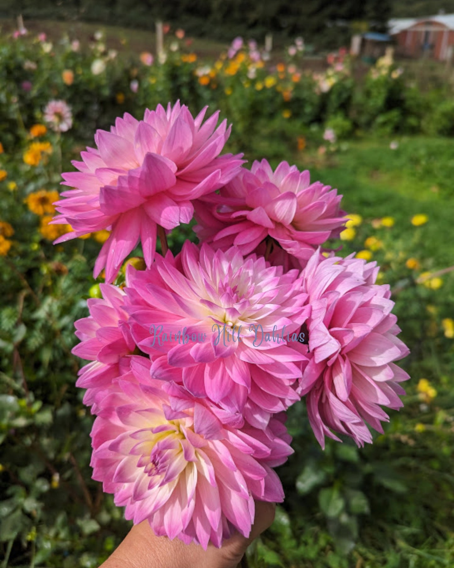Gardener's Delight