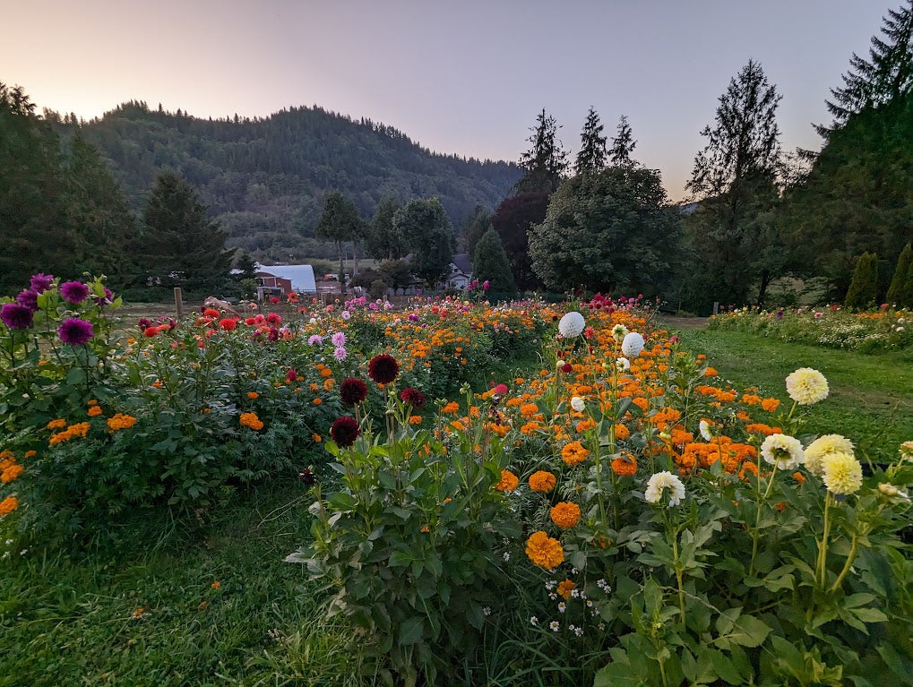 Mystery - Dahlia Seeds  23+ Seeds