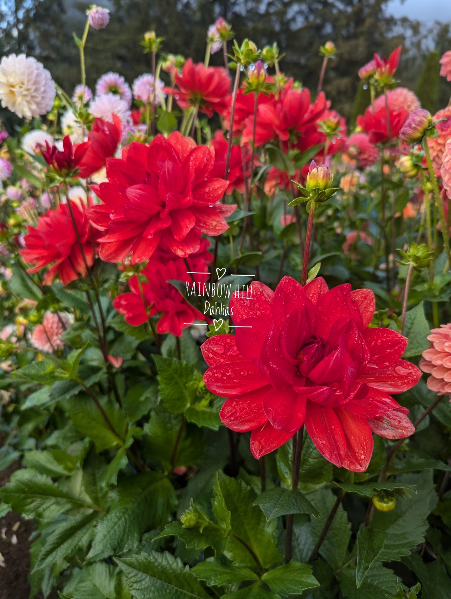 NOID RED WATERLILY