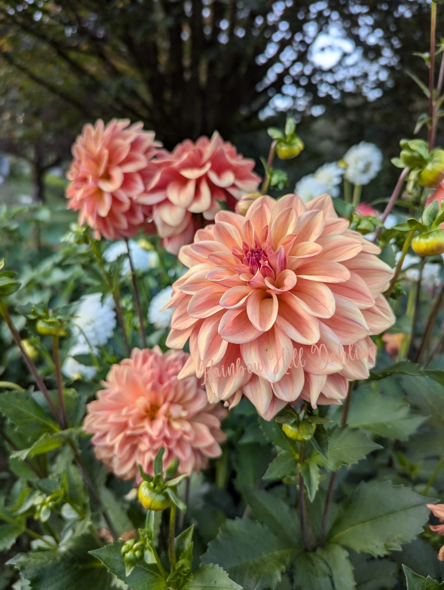 Robann Butterscotch