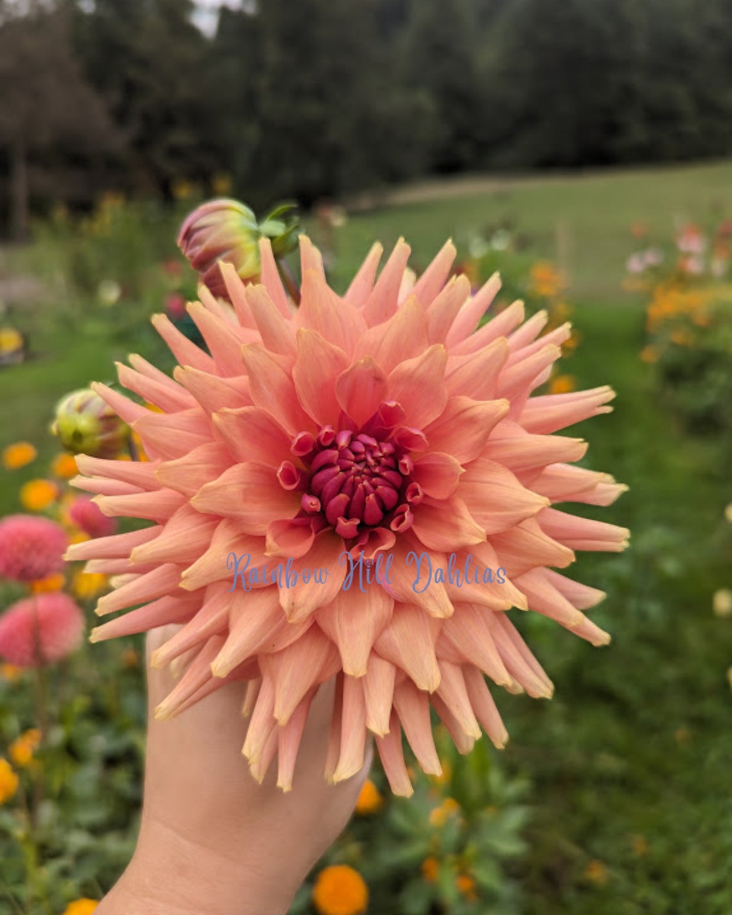 Terracotta 10 Pack