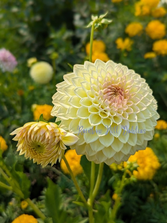 Winholme Diane