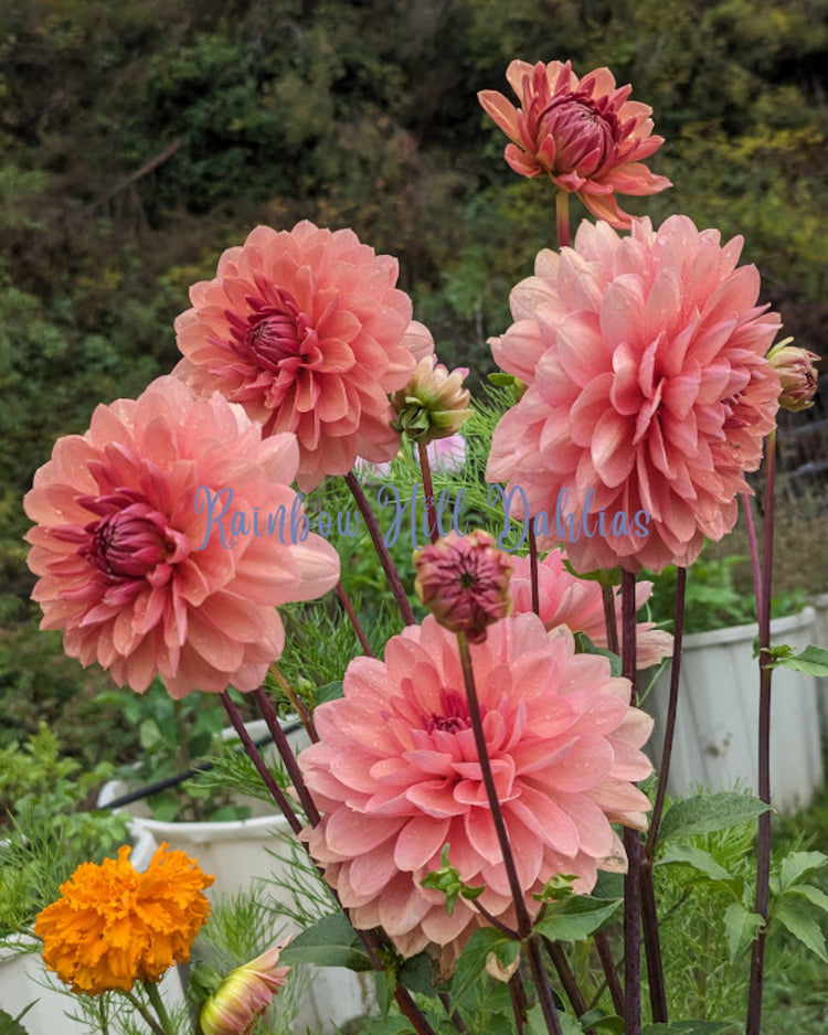 Unavailable Dahlia Varieties