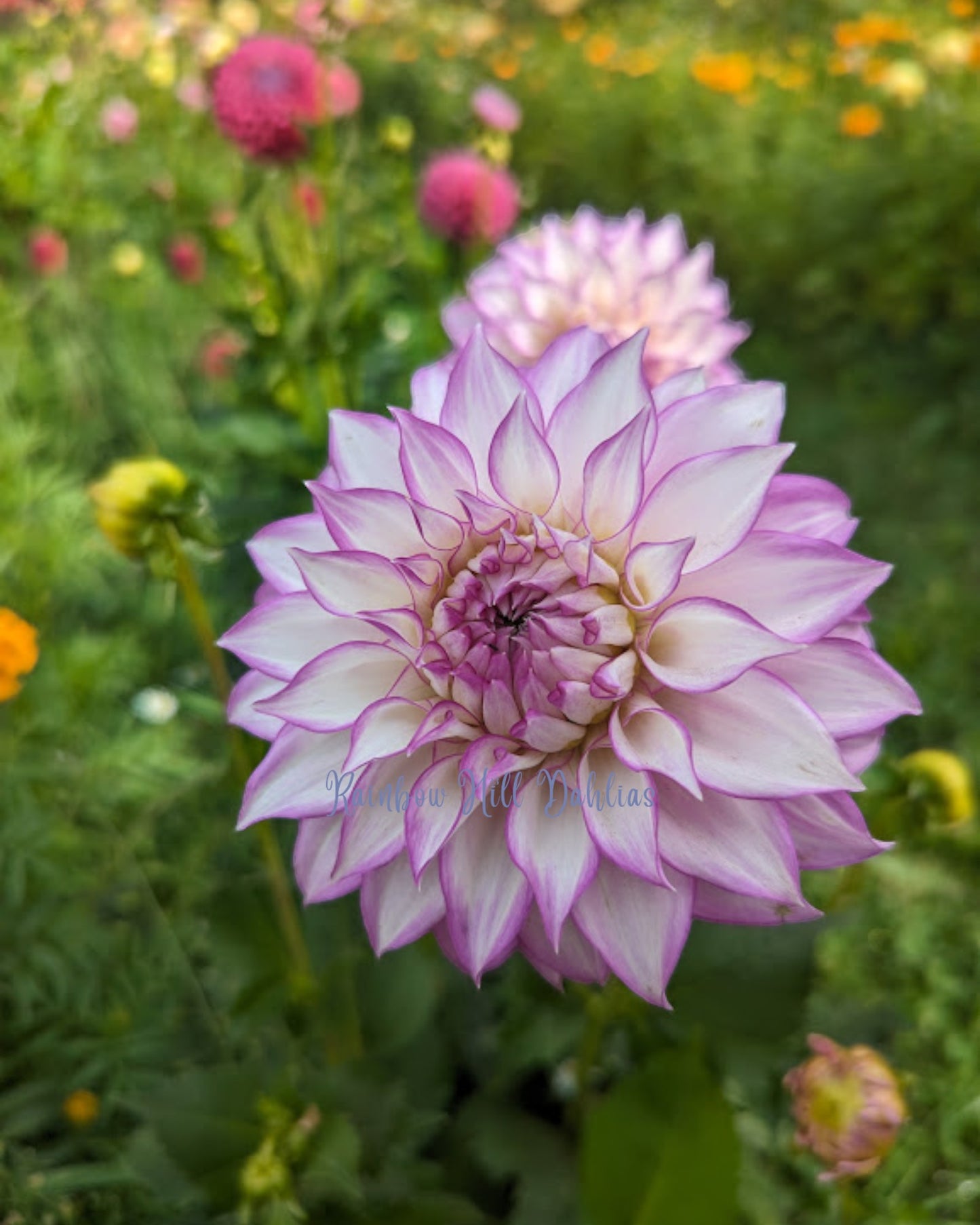 Clearview Debby Seed Parent - Dahlia Seeds - 25 Seeds