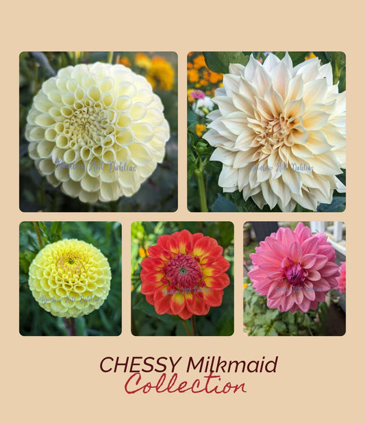 Cheesy Milkmaid Collection -  5 Tubers!