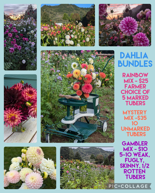 Rainbow Collection! 5 MARKED Tubers!