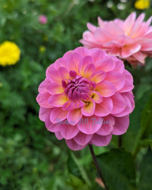 Hamari Rose Faux