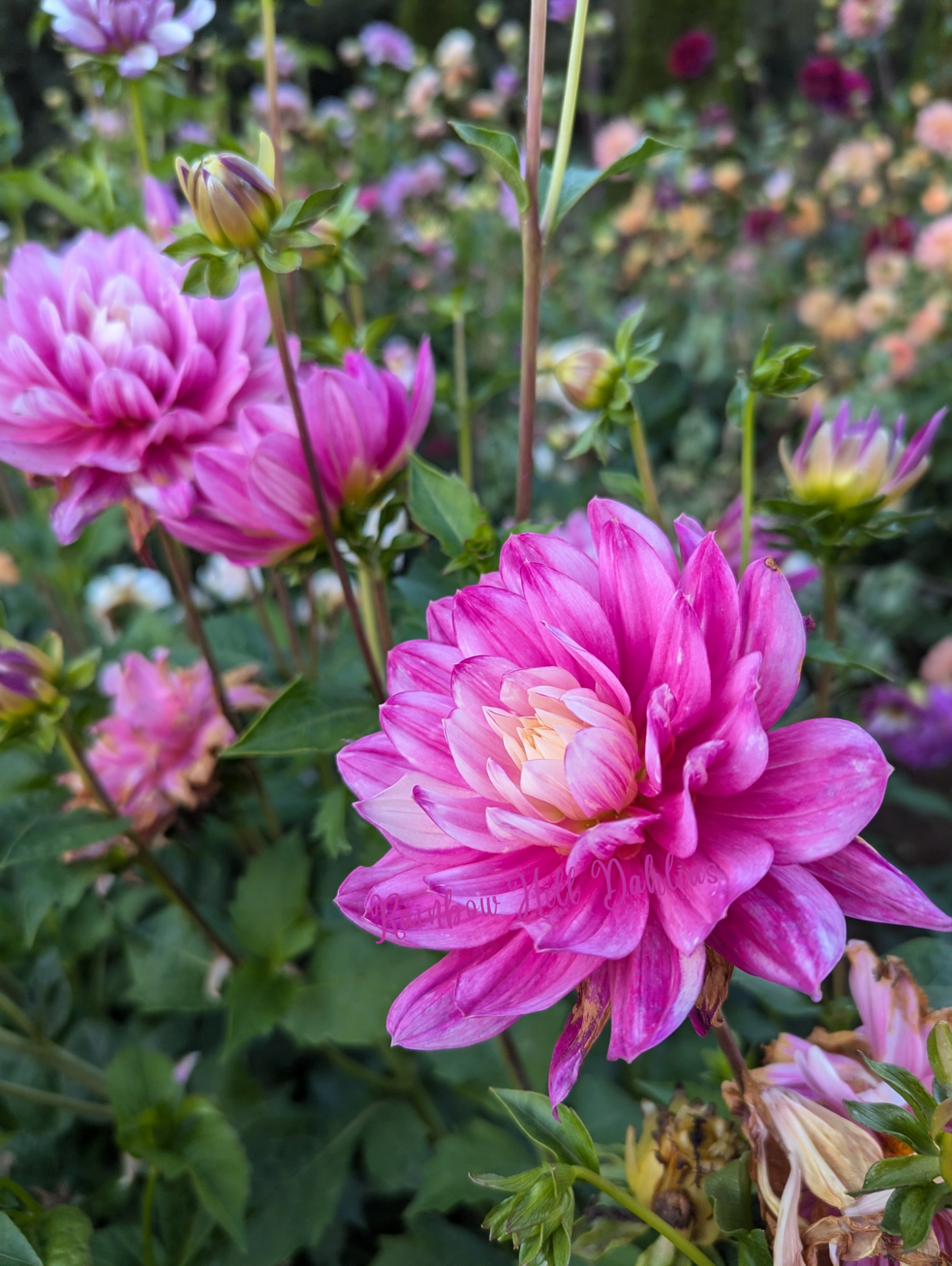 Hollyhill Pink Martini (Limit One)