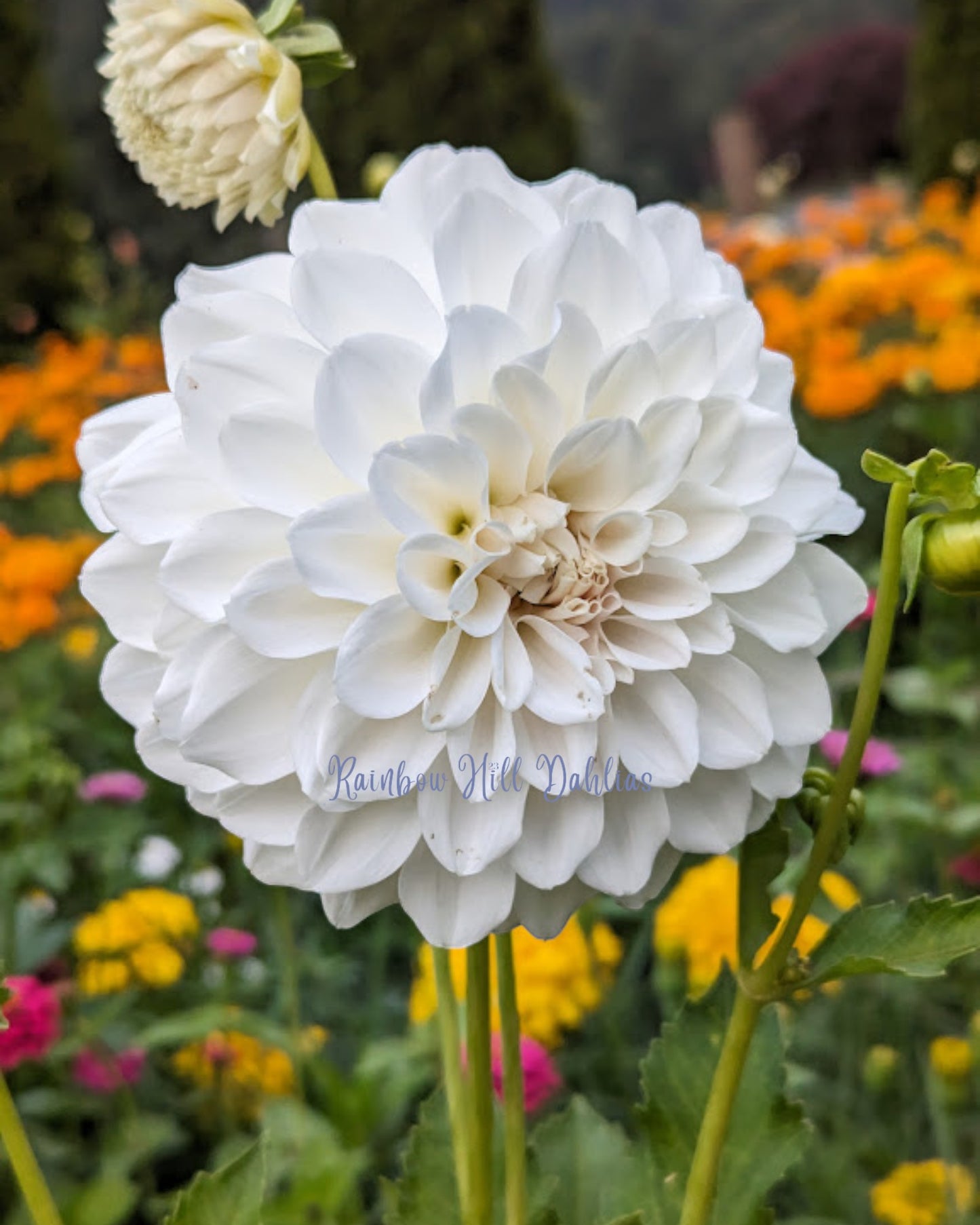 Irish Ruffles Seed Parent - Dahlia Seeds - 25 Seeds