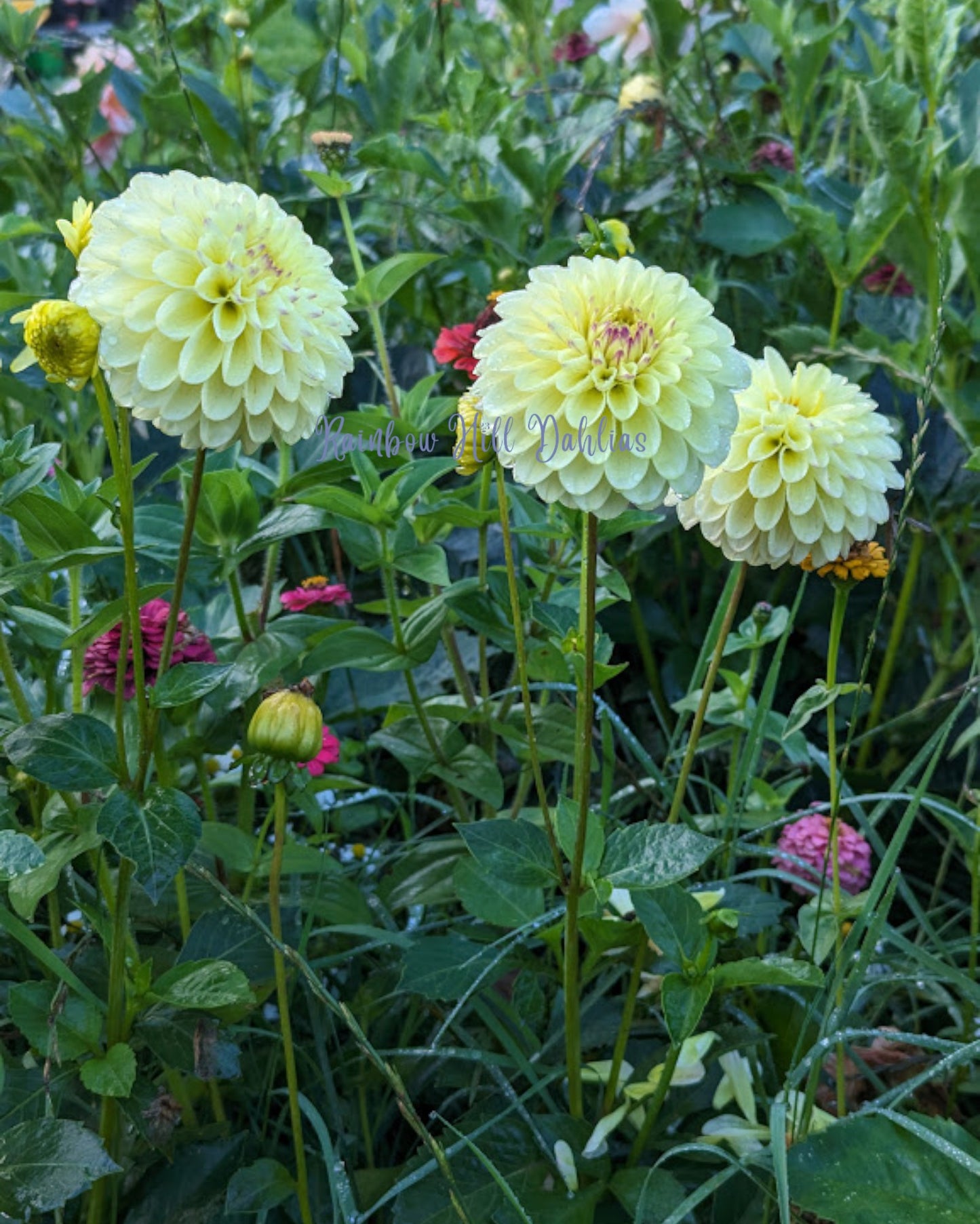 Isa's Favorite Seed Parent - Dahlia Seeds - 25 Seeds