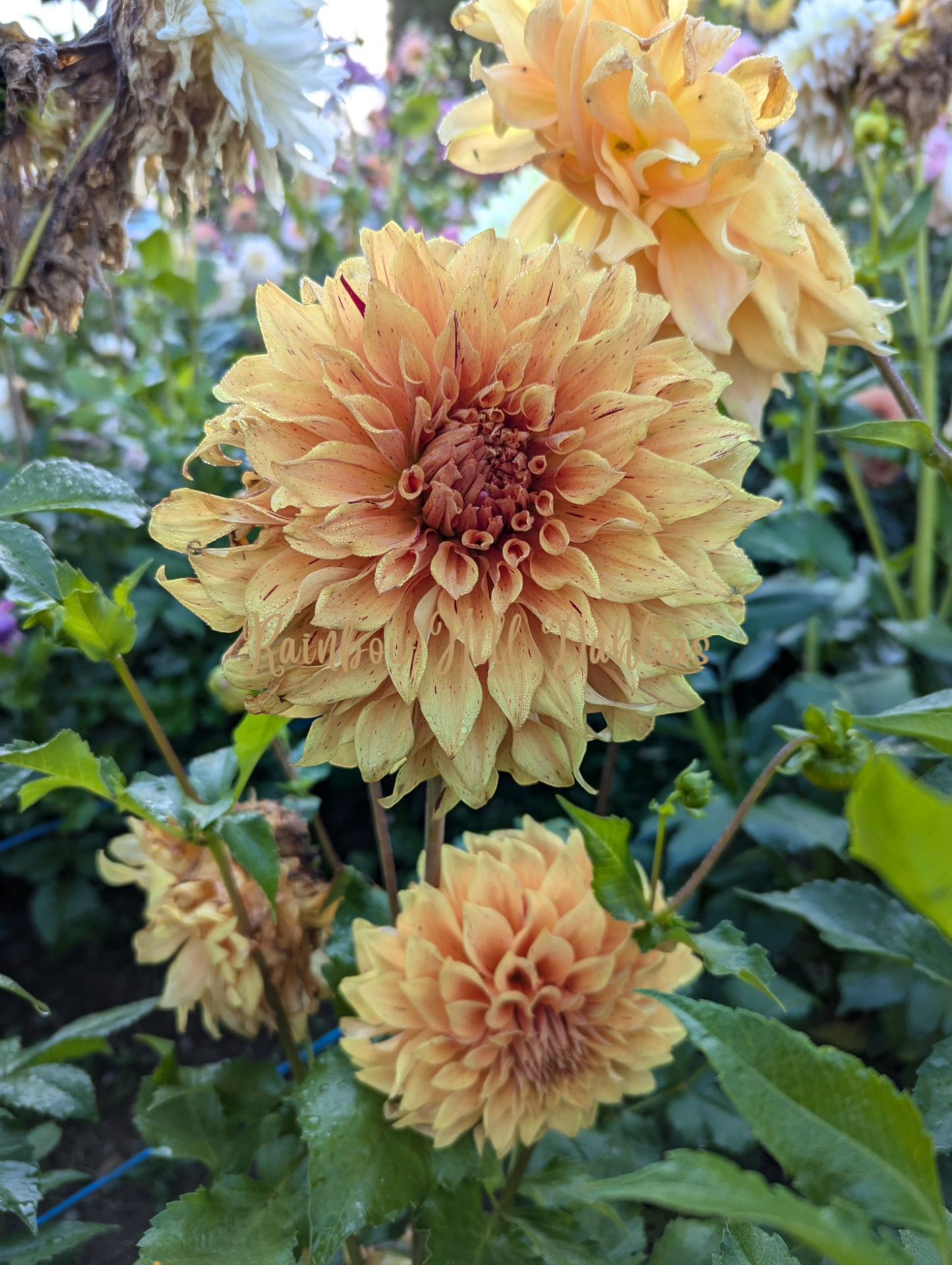 JS Butterscotch
