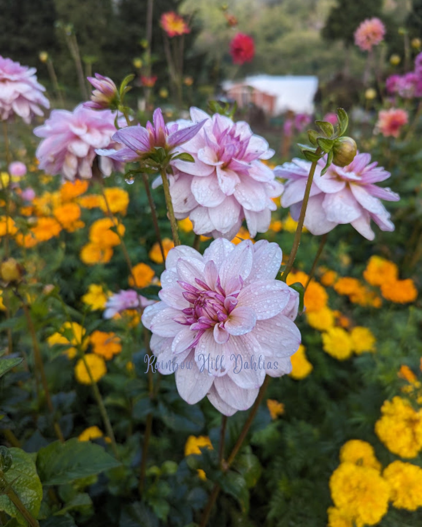 Waterlily Mix - Dahlia Seeds - 25 Seeds