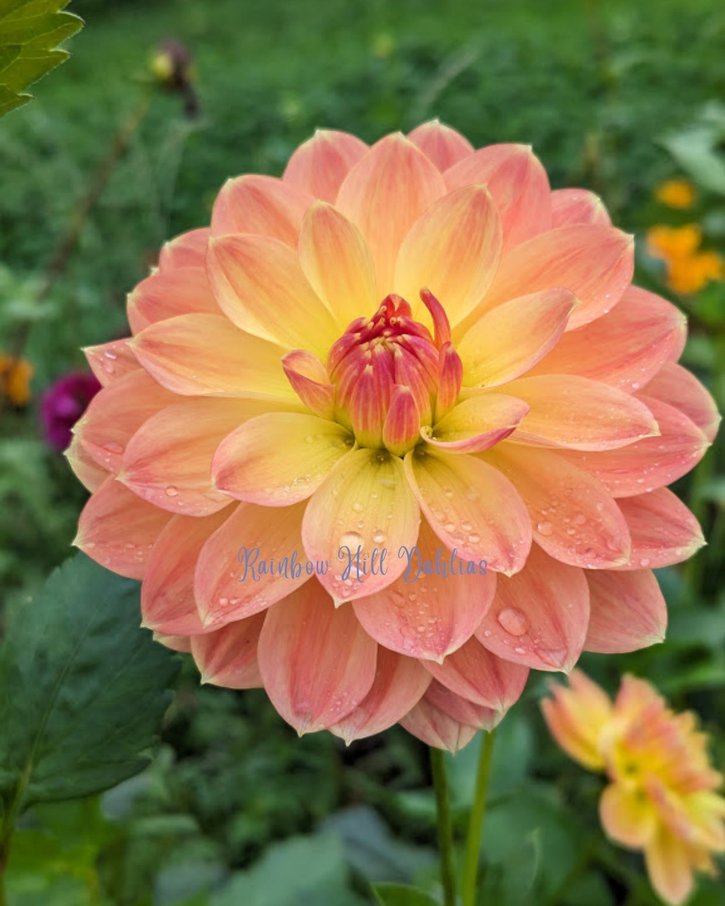 October Sky Seed Parent - Dahlia Seeds - 25 seeds