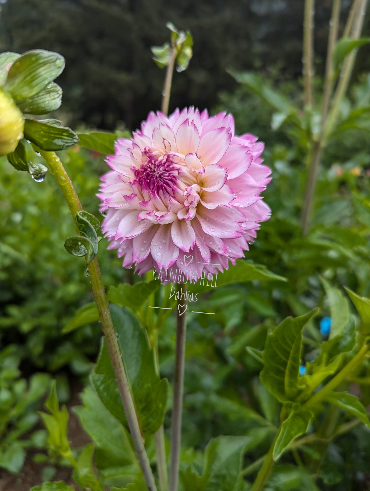 Hollyhill Pinkie