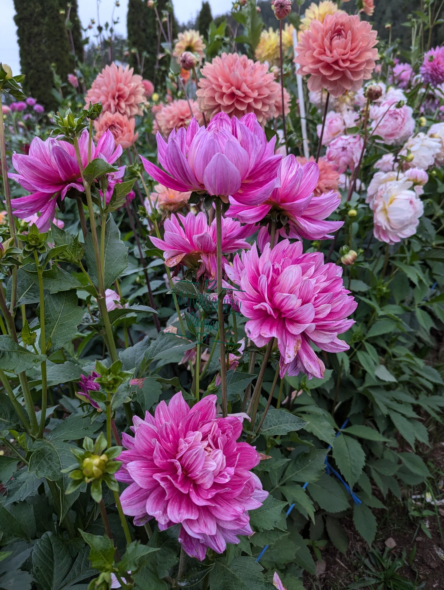Hollyhill Pink Martini (Limit One)