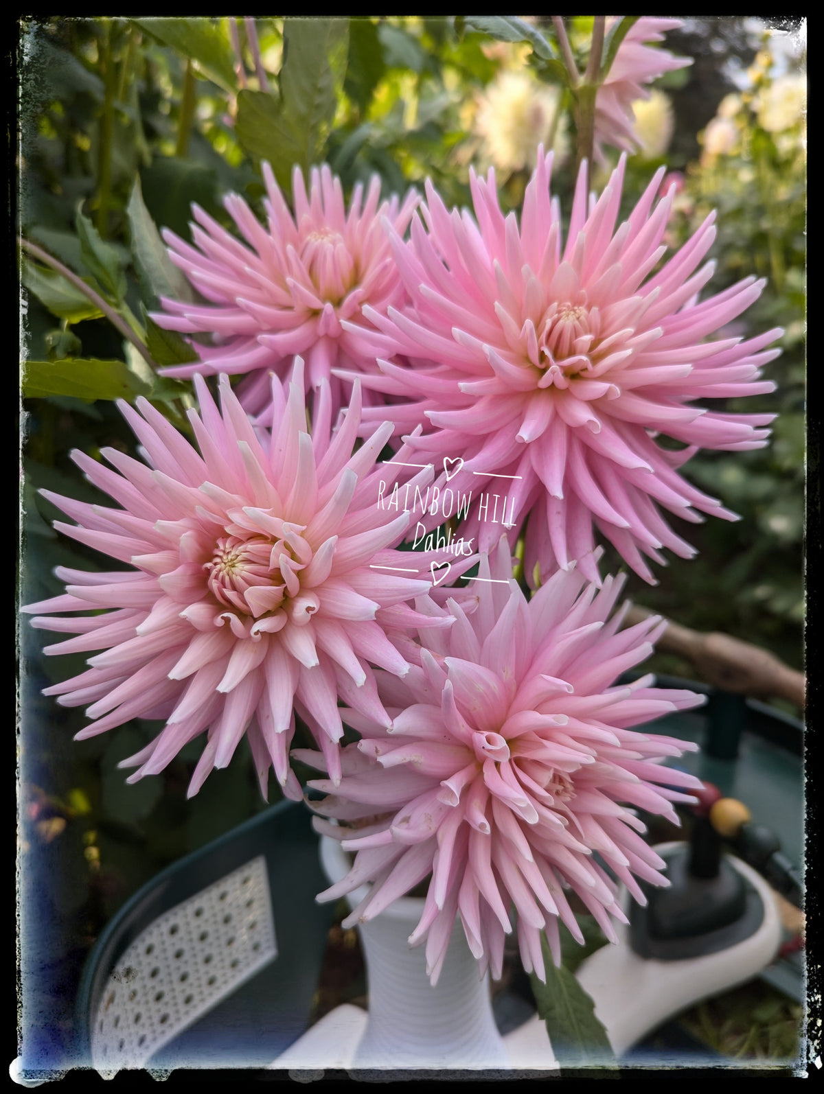 Rose Fletcher Miss Rose Fletcher – Rainbow Hill Dahlias