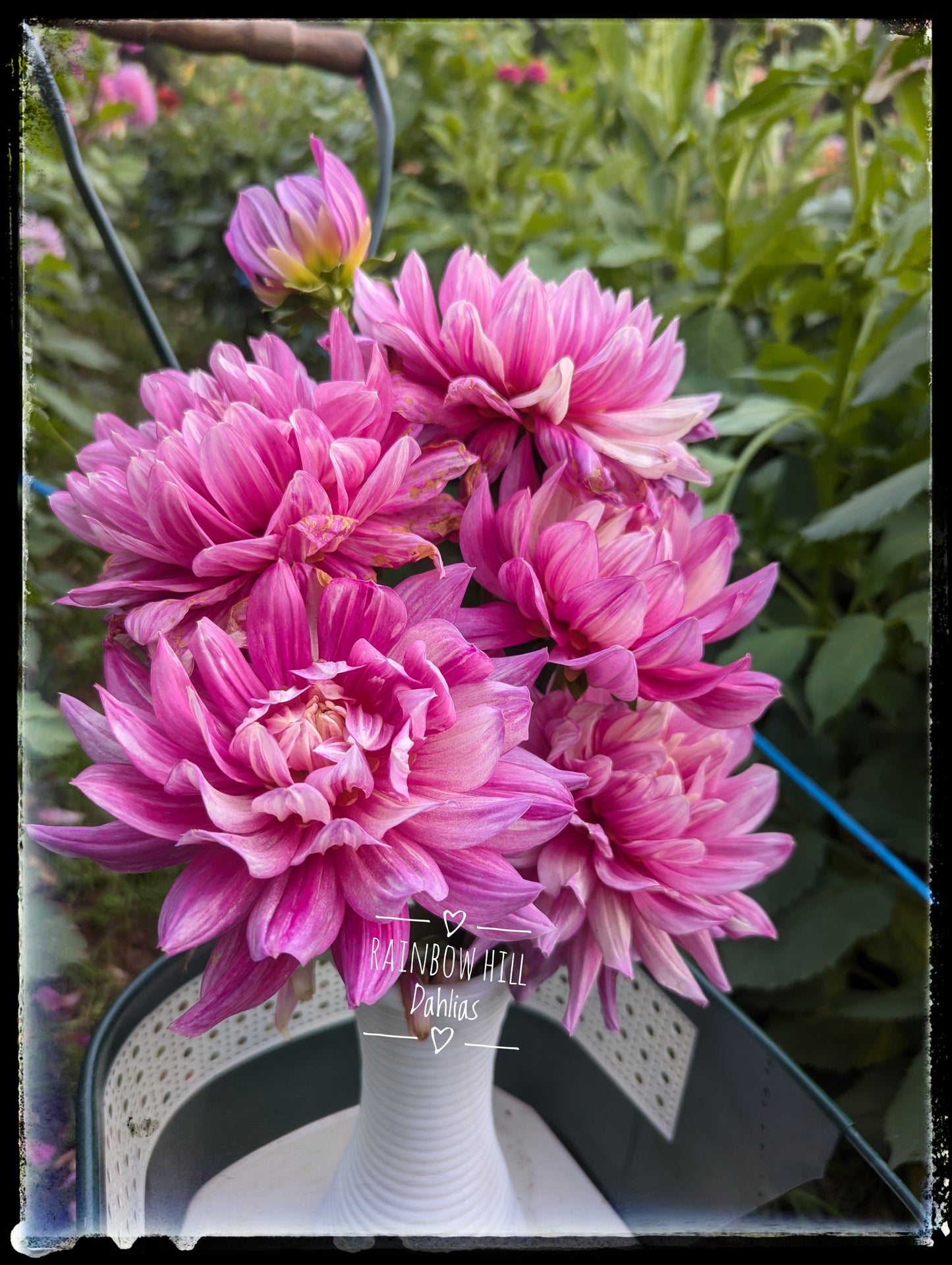 Hollyhill Pink Martini (Limit One)