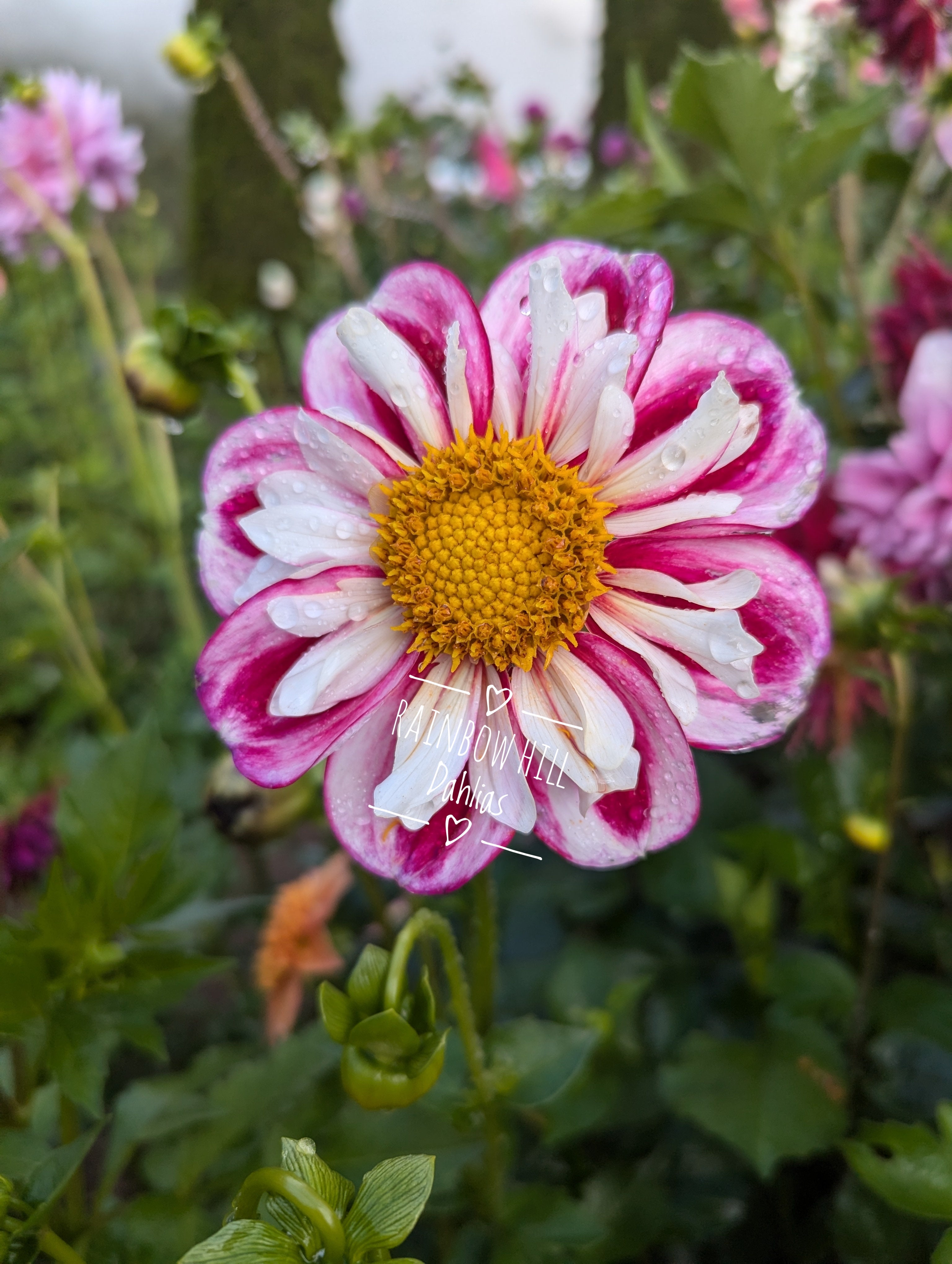 Bumble Rumble – Rainbow Hill Dahlias