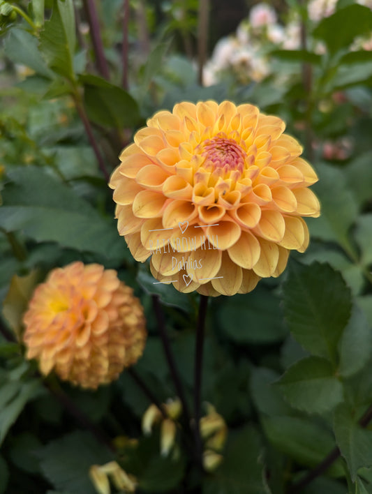 Clearview Butterscotch