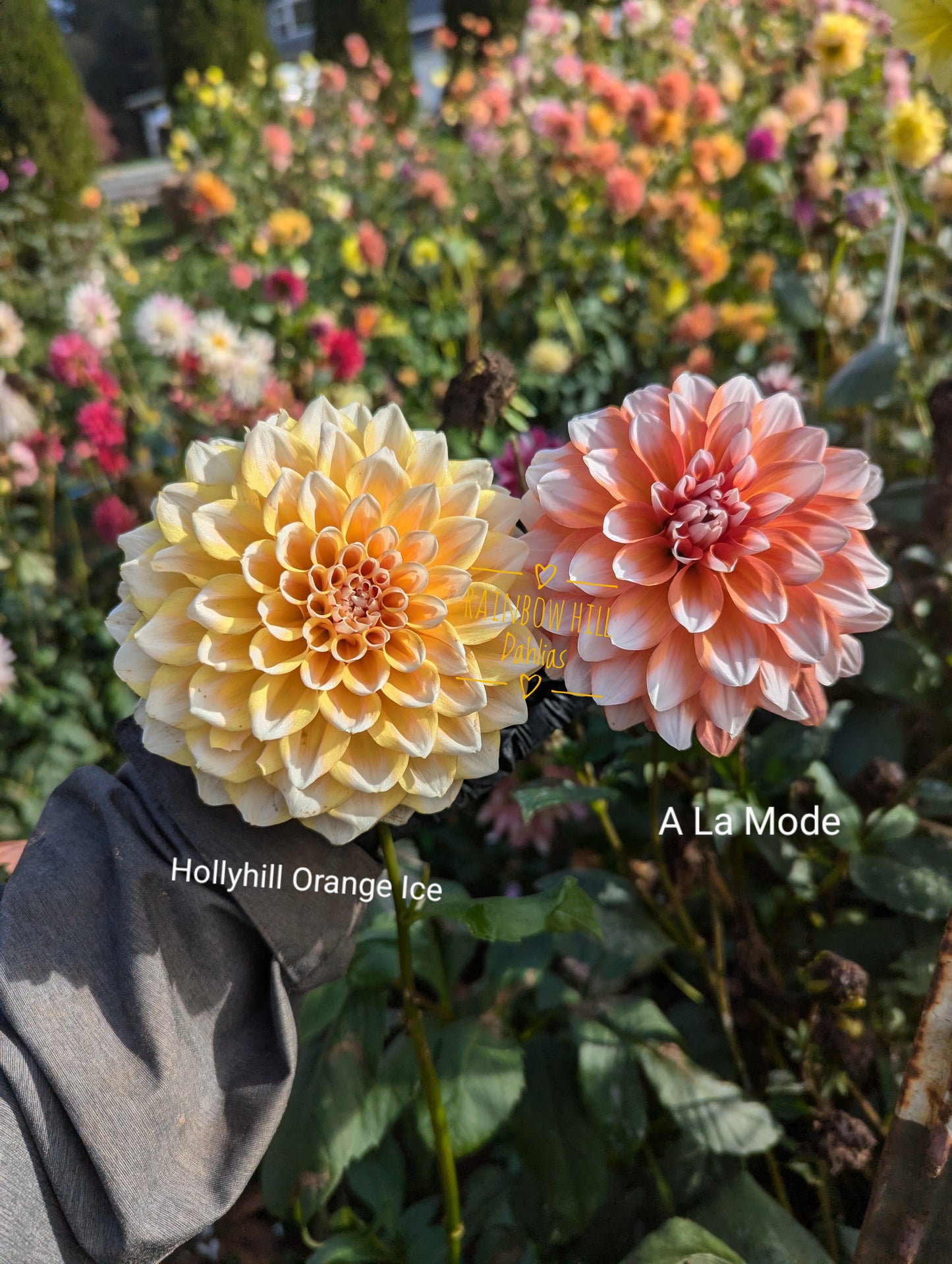 Hollyhill Orange Ice