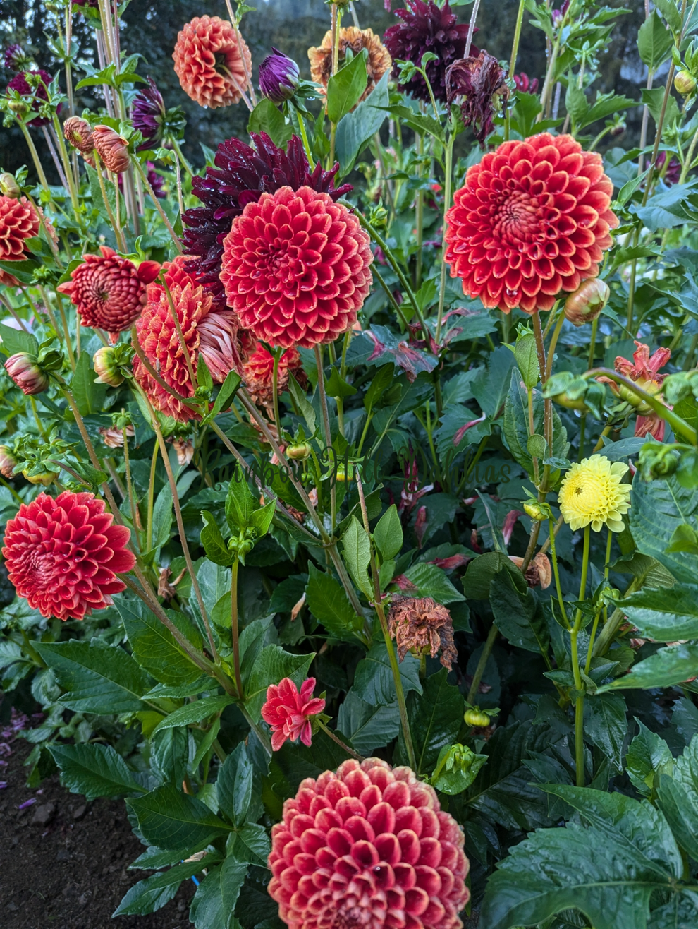 Ruskin gypsy rainbow hill dahlias