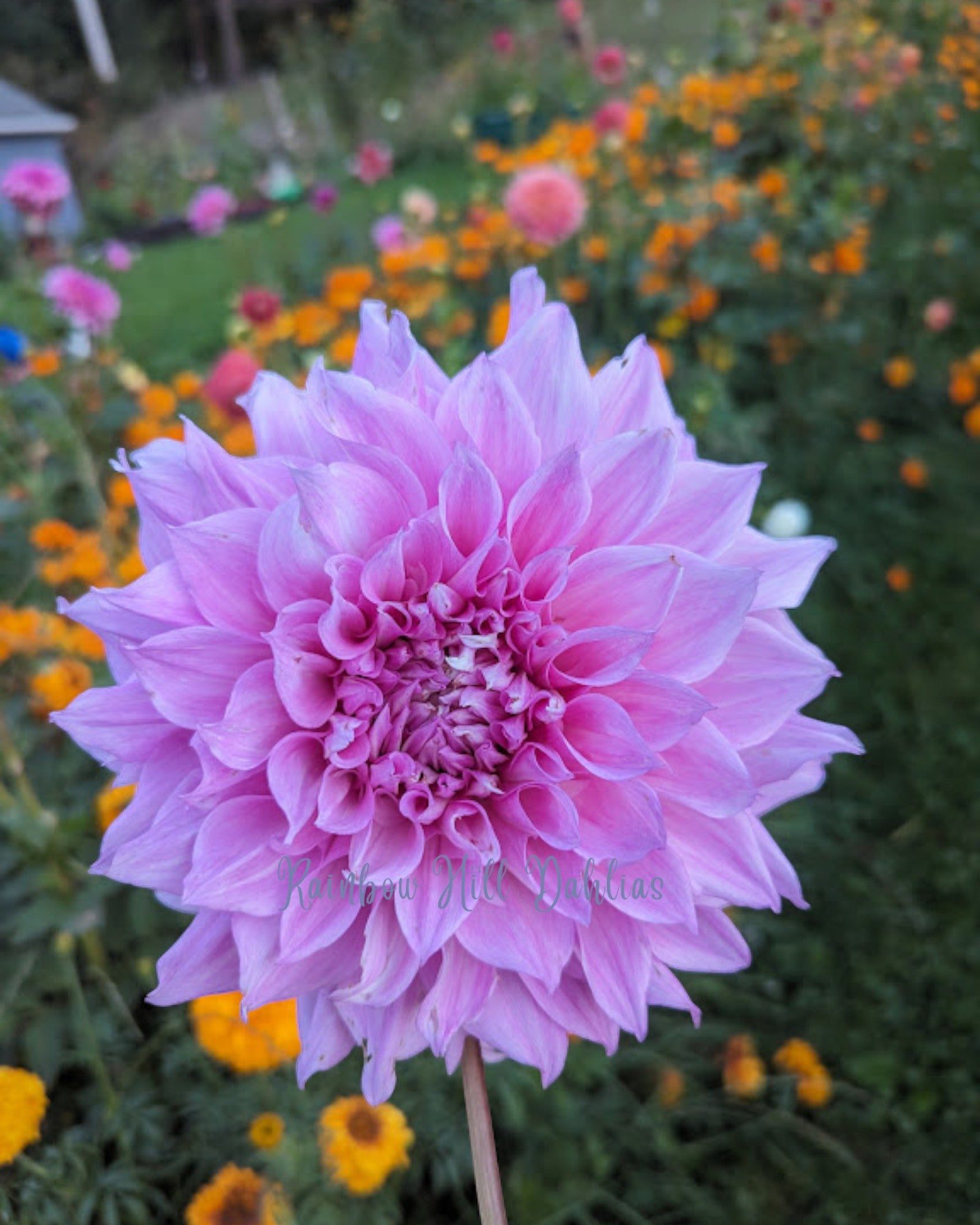 Vera Seyfang Rainbow Hill Dahlias Vera seyfang rainbow hill dahlias