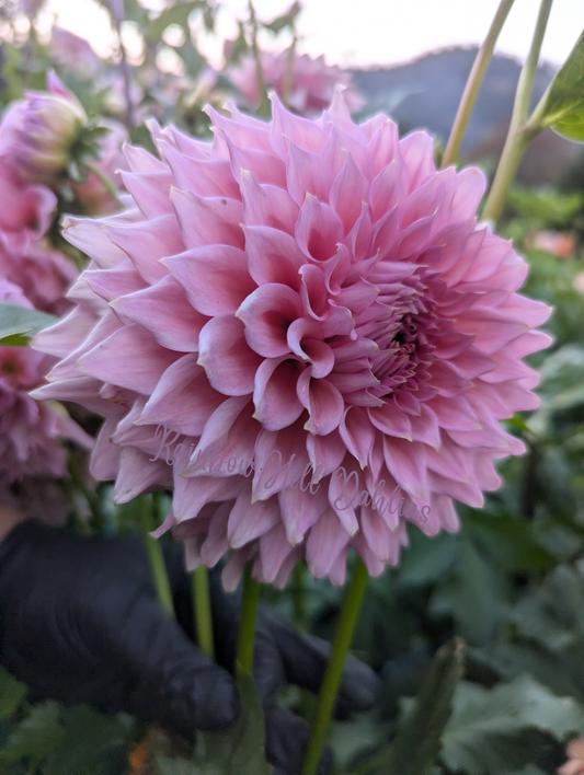 Wyn's Pink Pearl