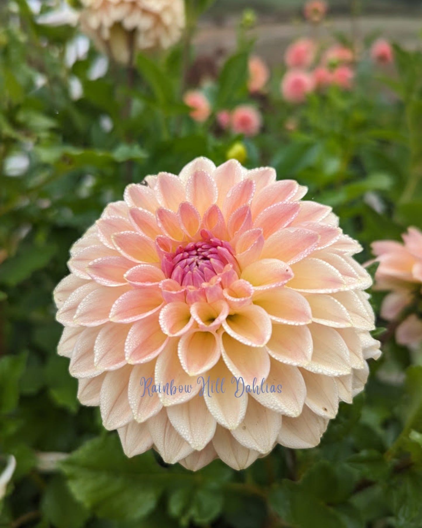 Bloomquist Alan Seed Parent - Dahlia Seeds - 15 Seeds